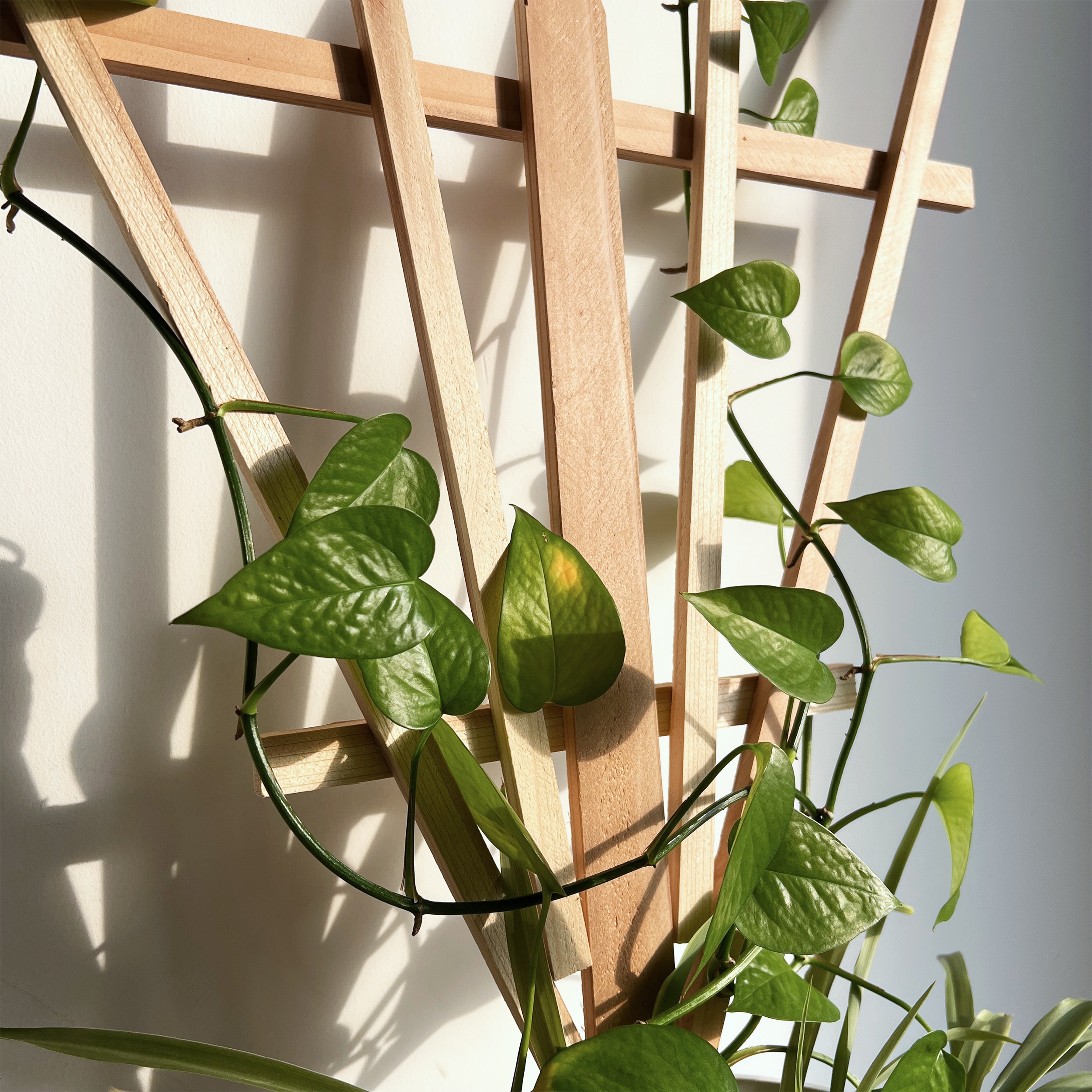 Style Selections TARJ310A Garden-Trellis - View #6