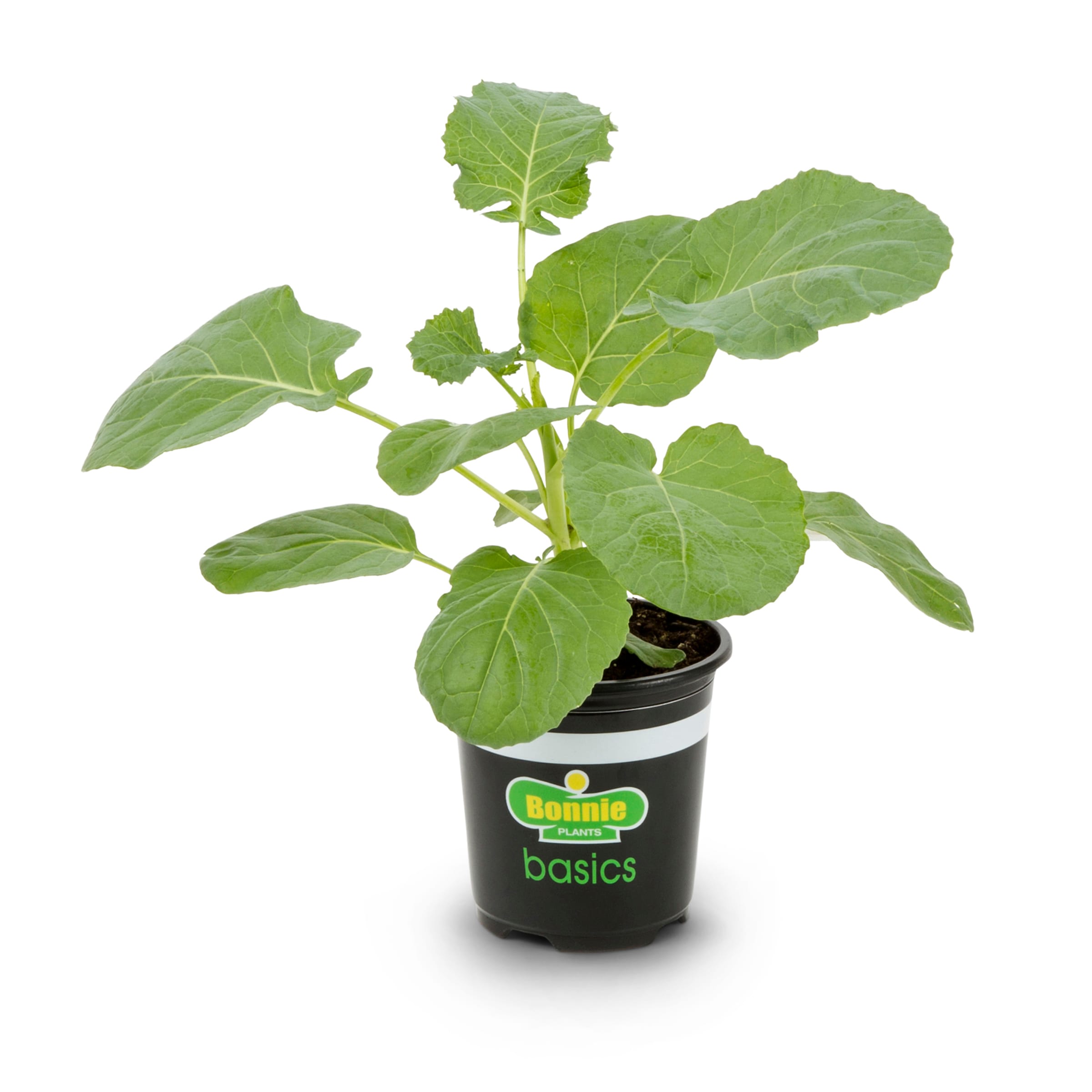 Bonnie Plants 62-159007 Broccoli Pot Plant