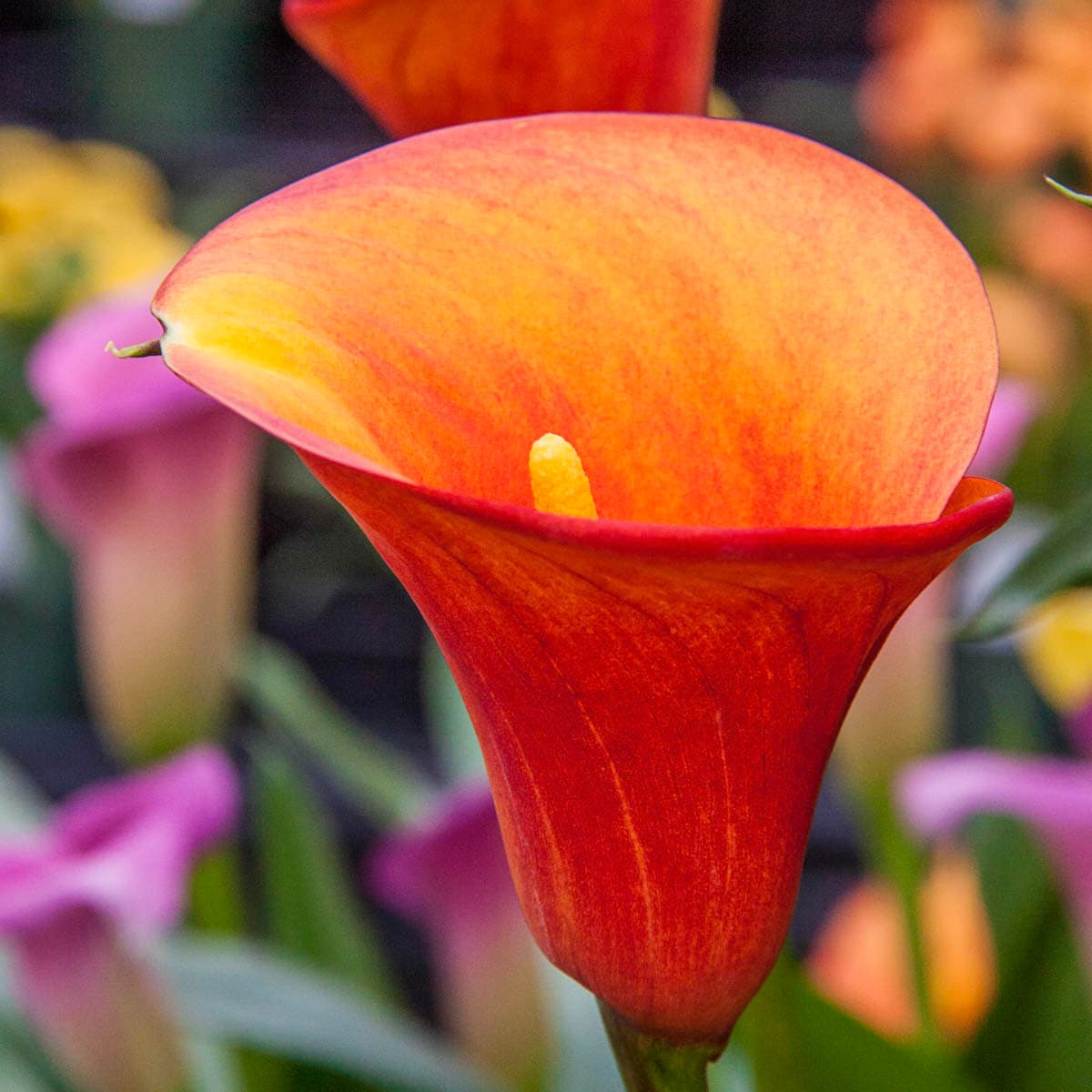 Flame Calla Lily Dormant Flower Plant Bulbs At