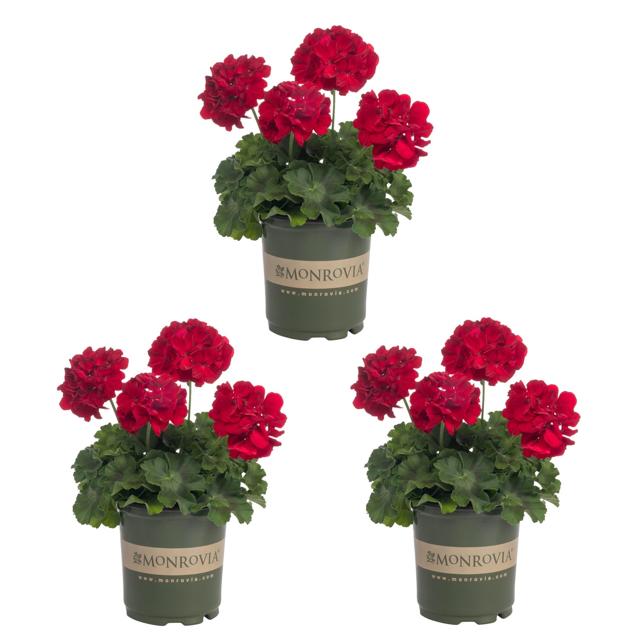 Pot Annuals at Lowes.com