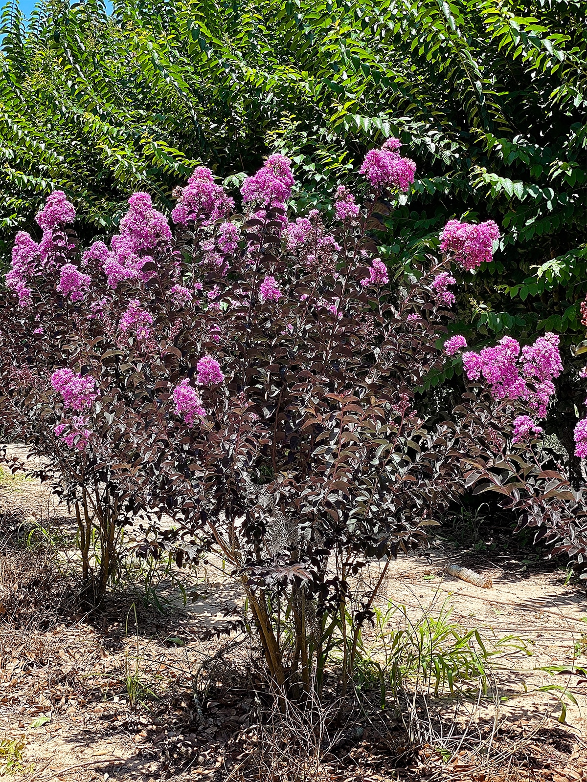 Black Diamond Purple Flowering Purely Purple Crape Myrtle In Pot With   60272708 