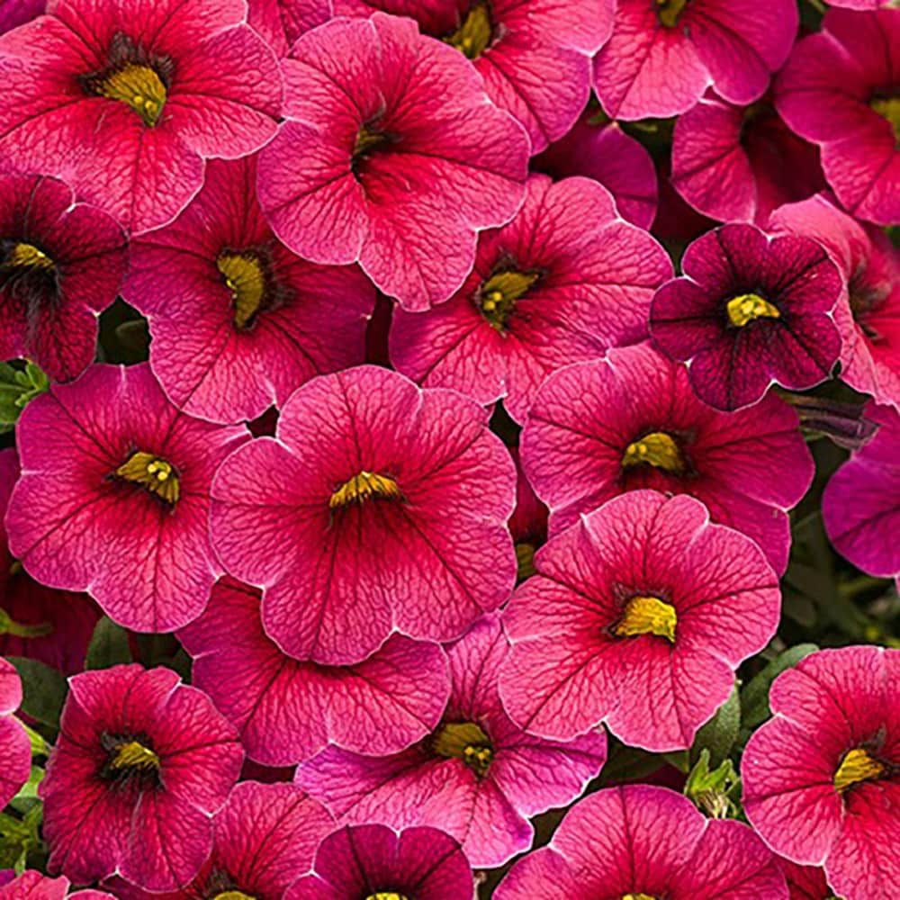 Proven Winners BELPRW1027504 Red Superbells Cherry Red (Calibrachoa) in 4.25 Inch(es) Pot