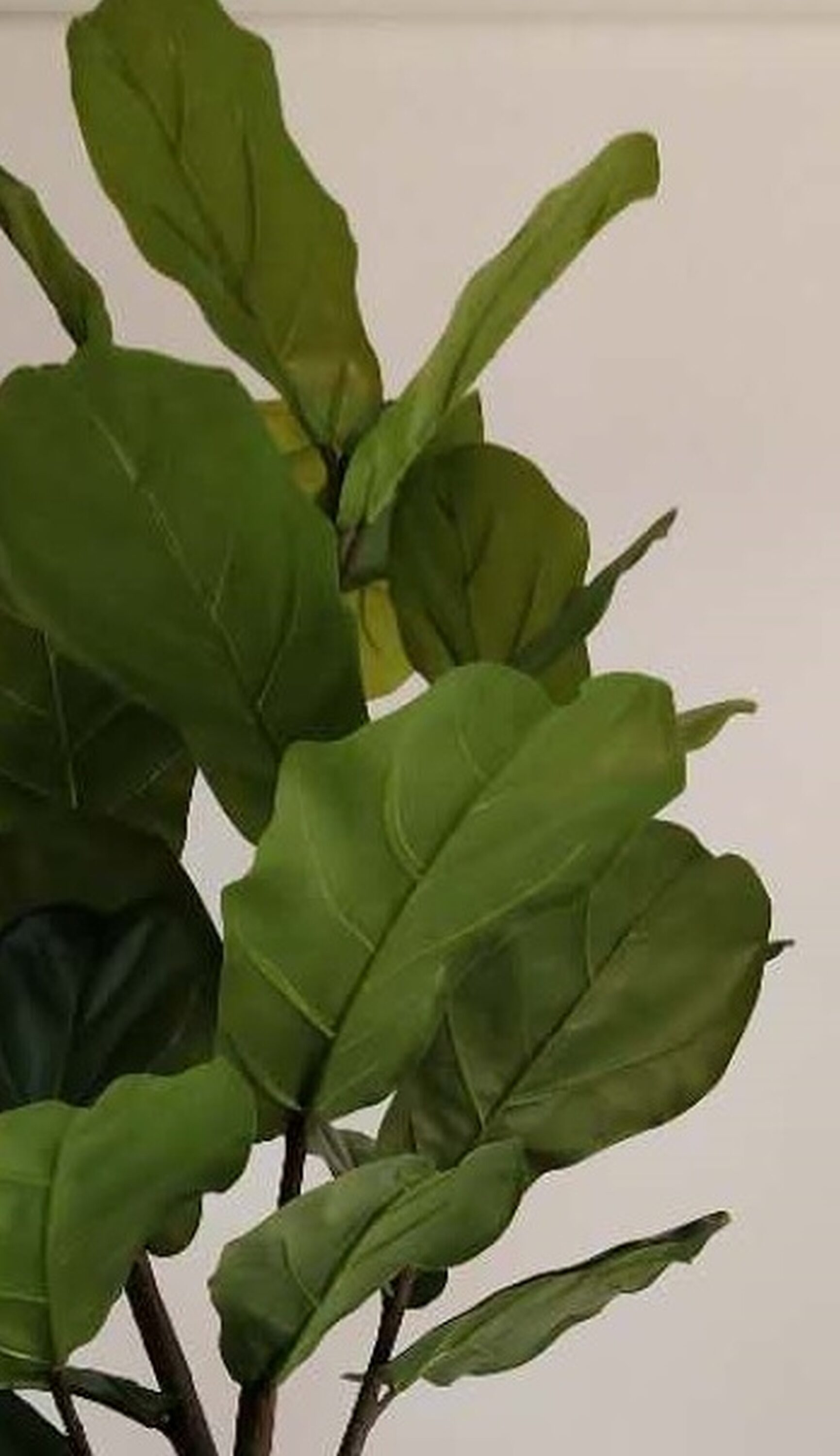 allen + roth 19LOW265R1 Artificial-Plants-Trees - View #3