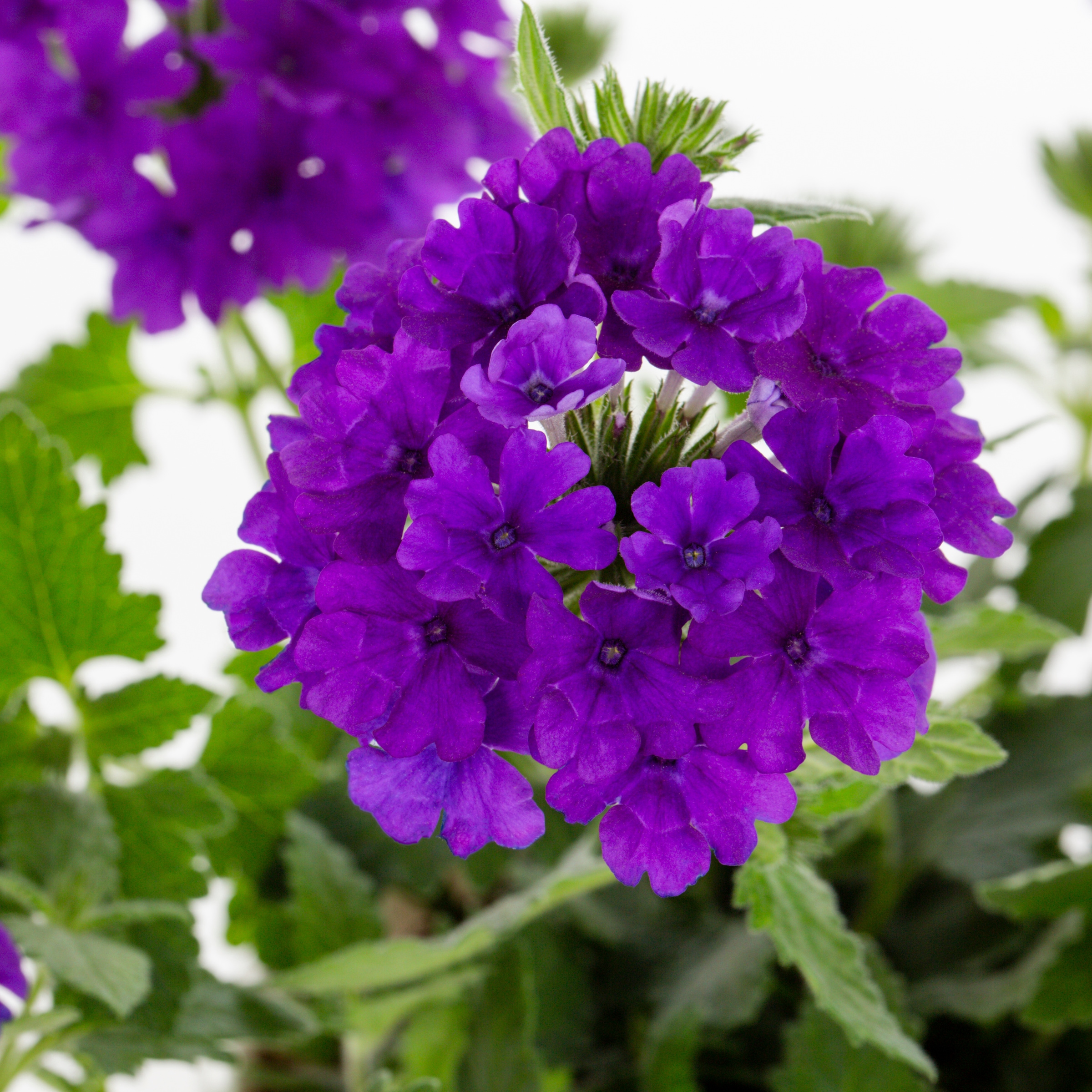 Proven Winners 4481 annuals - View #2