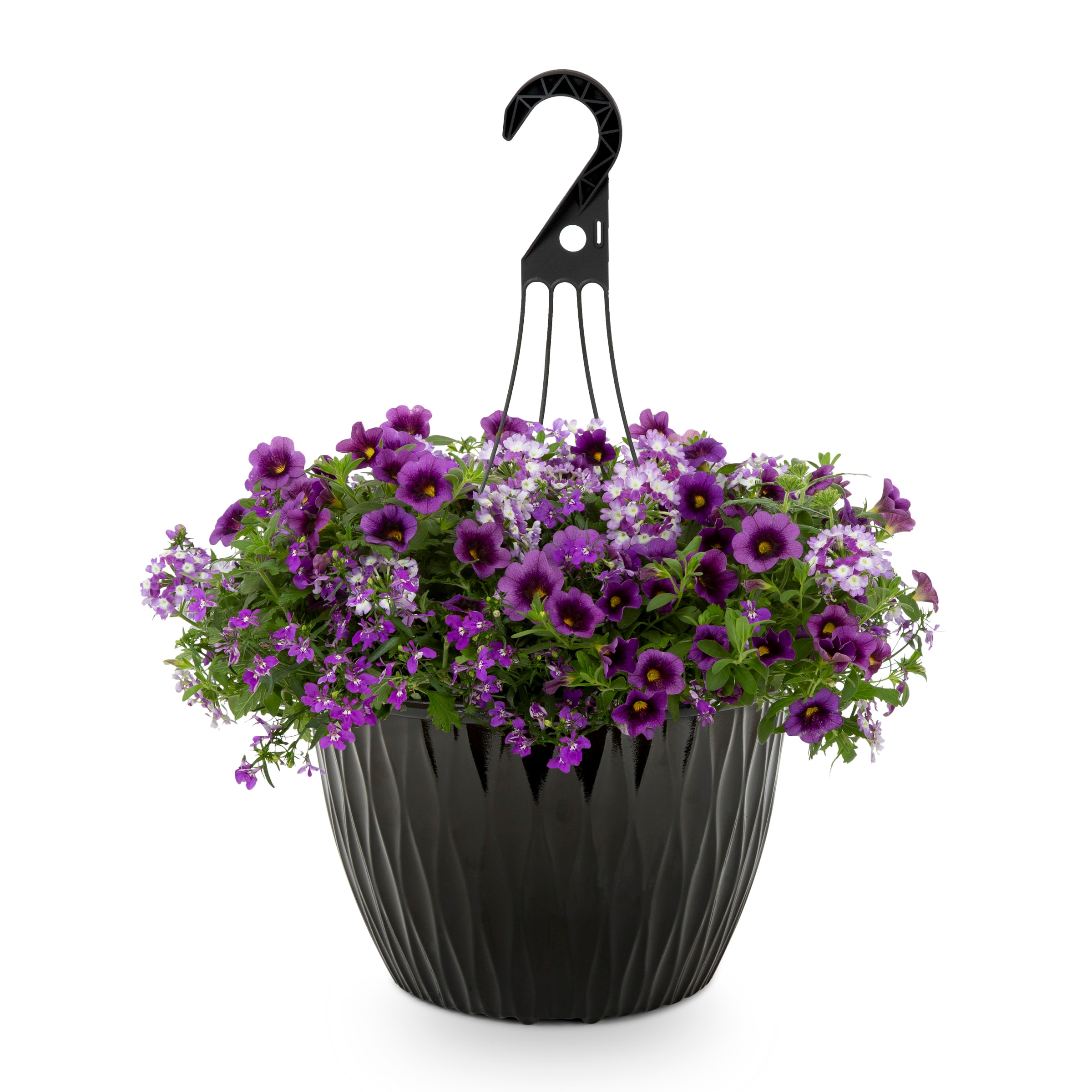 Multicolor Calibrachoa, Petunia, Petunia in 3.5-Gallon Hanging Basket ...