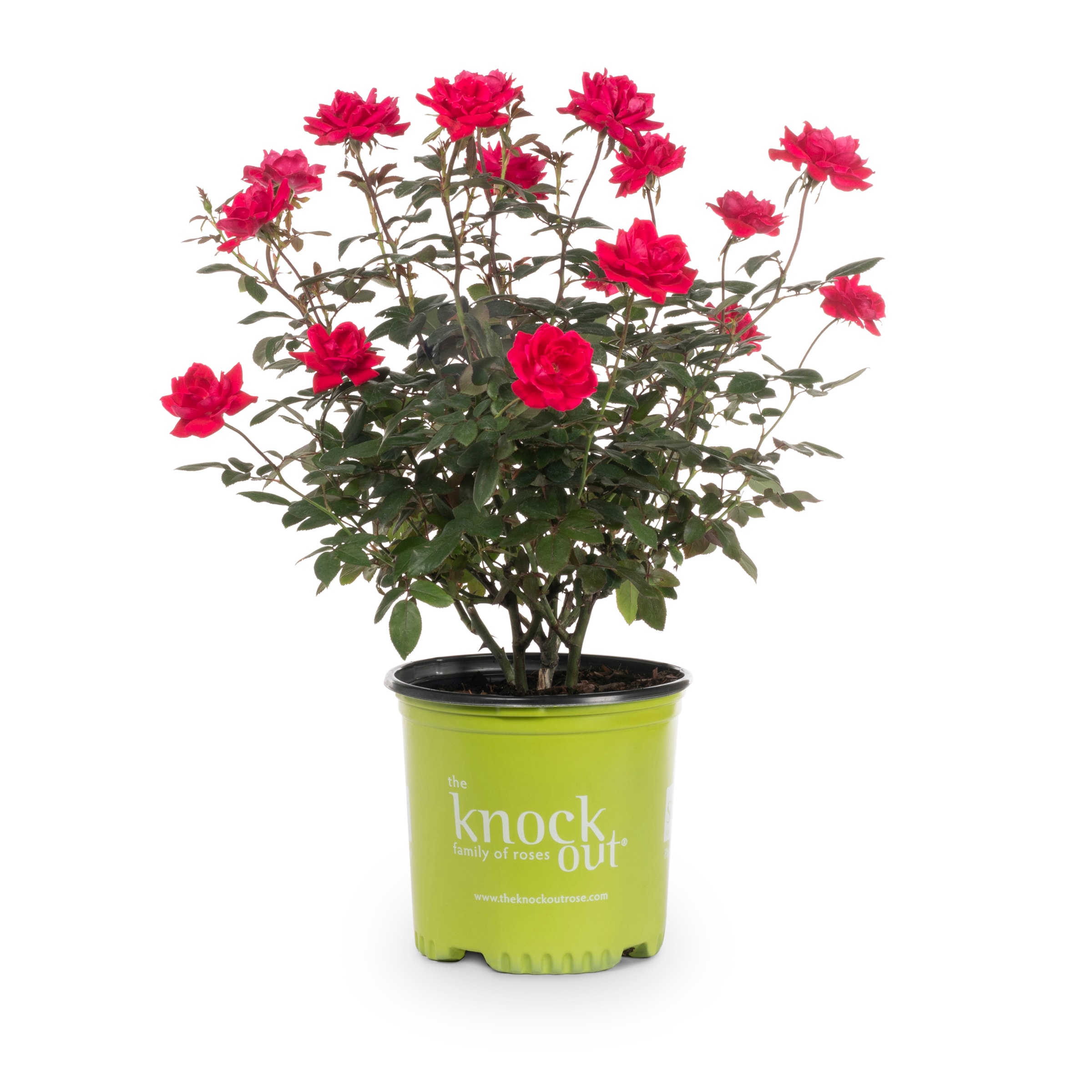 Lowe's Red Double Red Knock Out Roses 1-Gallon in Pot in the Roses ...