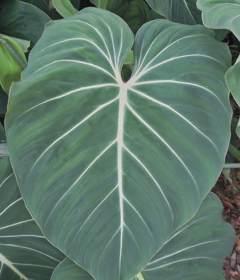 Lowe's NURSERY No flowers Glorioso Philodendron House plant in