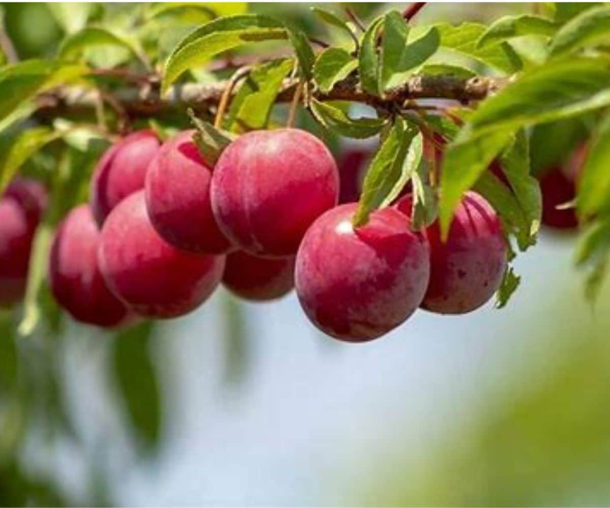 Southern Planters PLUOZA07G 1 Count White Fruit Ozark Plum In pot (with soil)