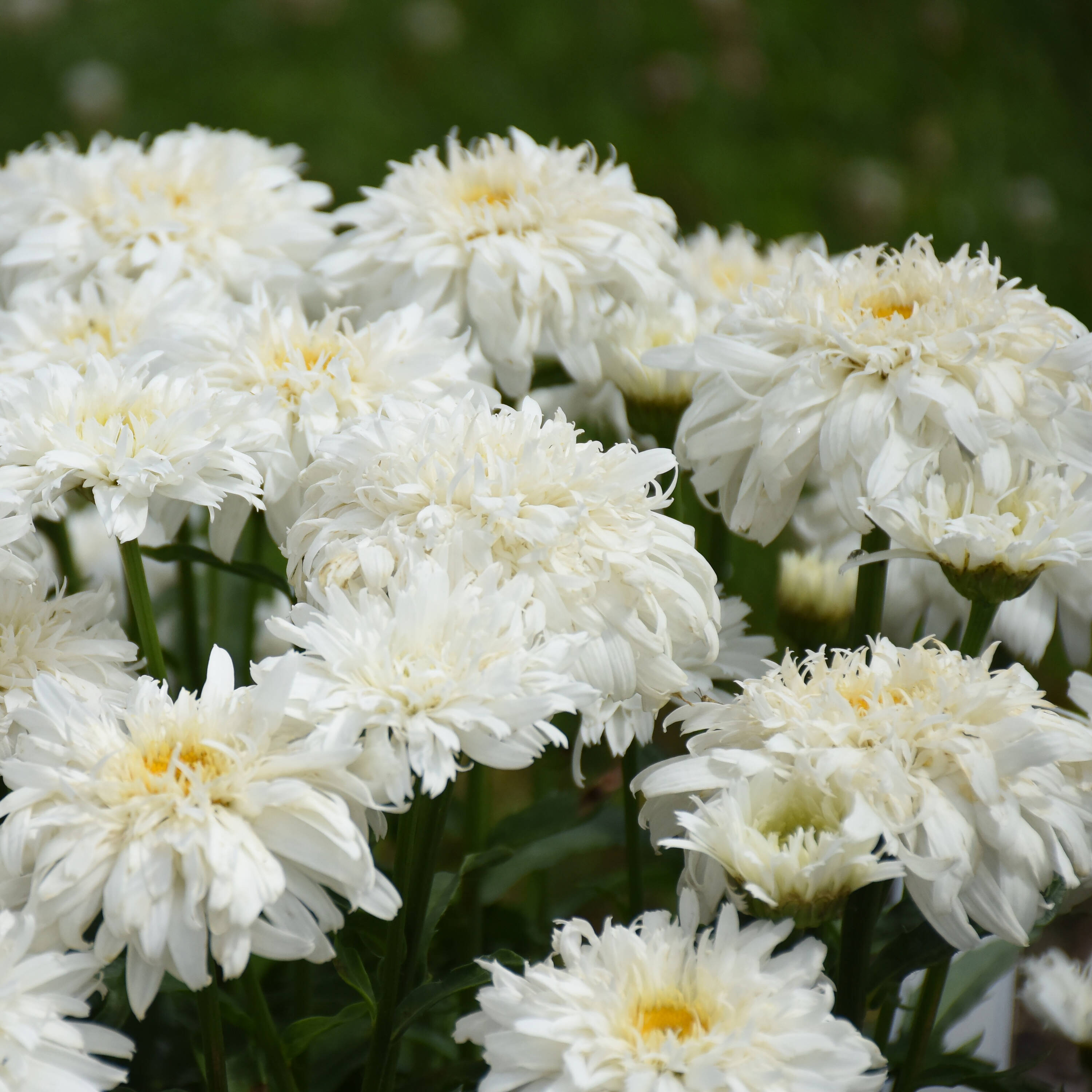 Proven Winners LEUPWP2036102 White Amazing Daisies 'Marshmallow' Shasta Daisy Plant in 1 -Gallon Pot 1.0 -Pack
