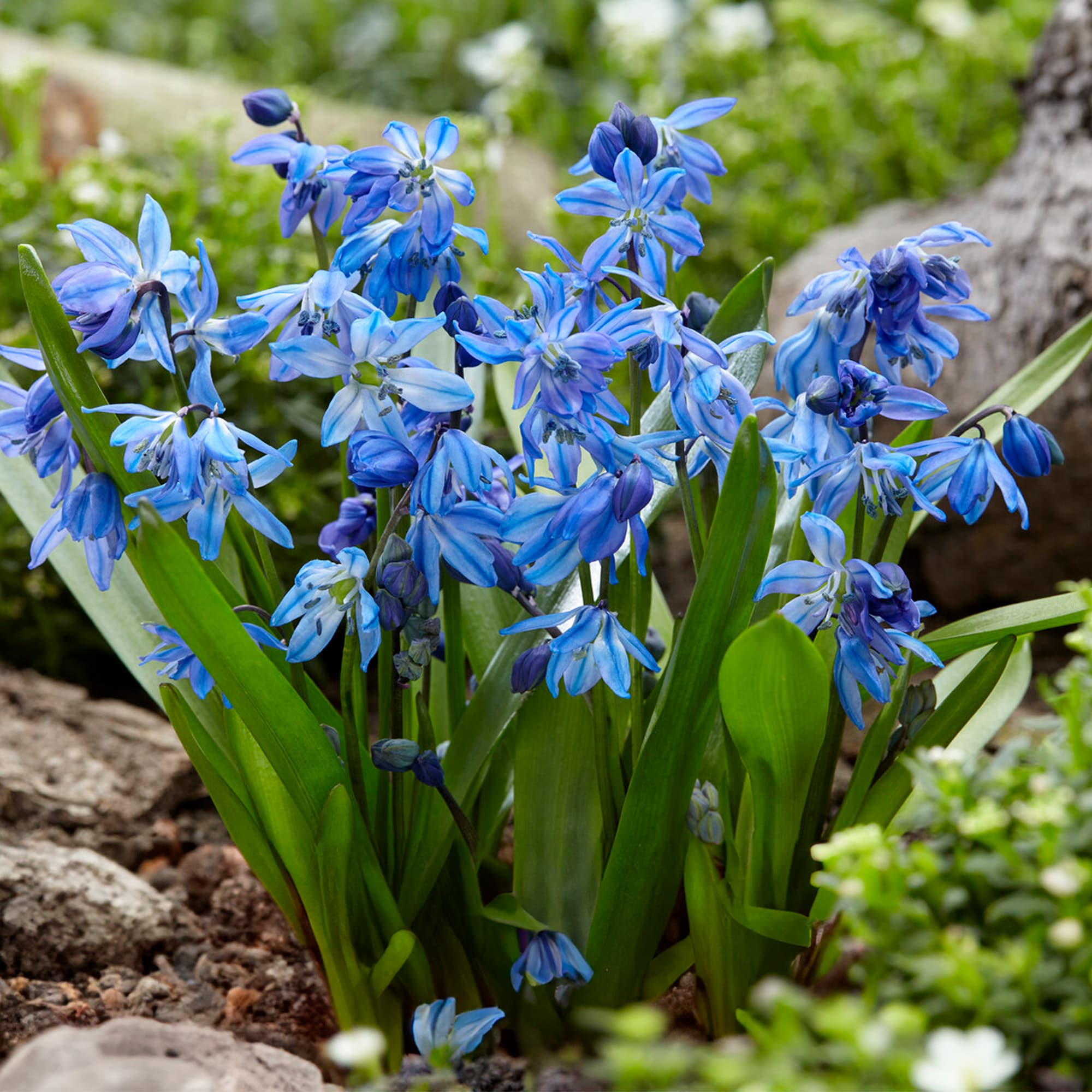 Garden State Bulb ECF-125-100-02 Blue Siberian Squill Scilla Flower Bulbs 100 Count