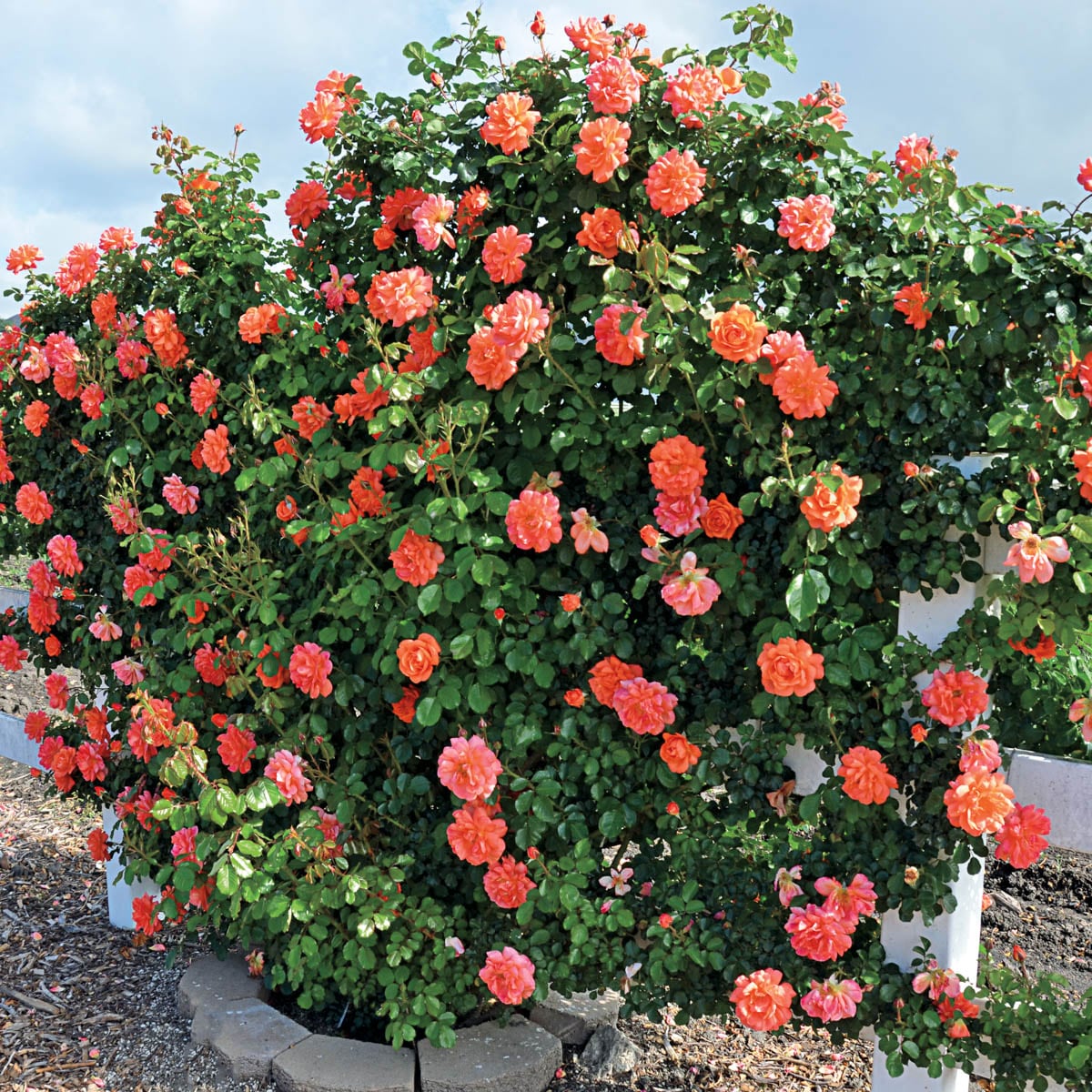 Spring Hill Nurseries 65689 roses - View #2