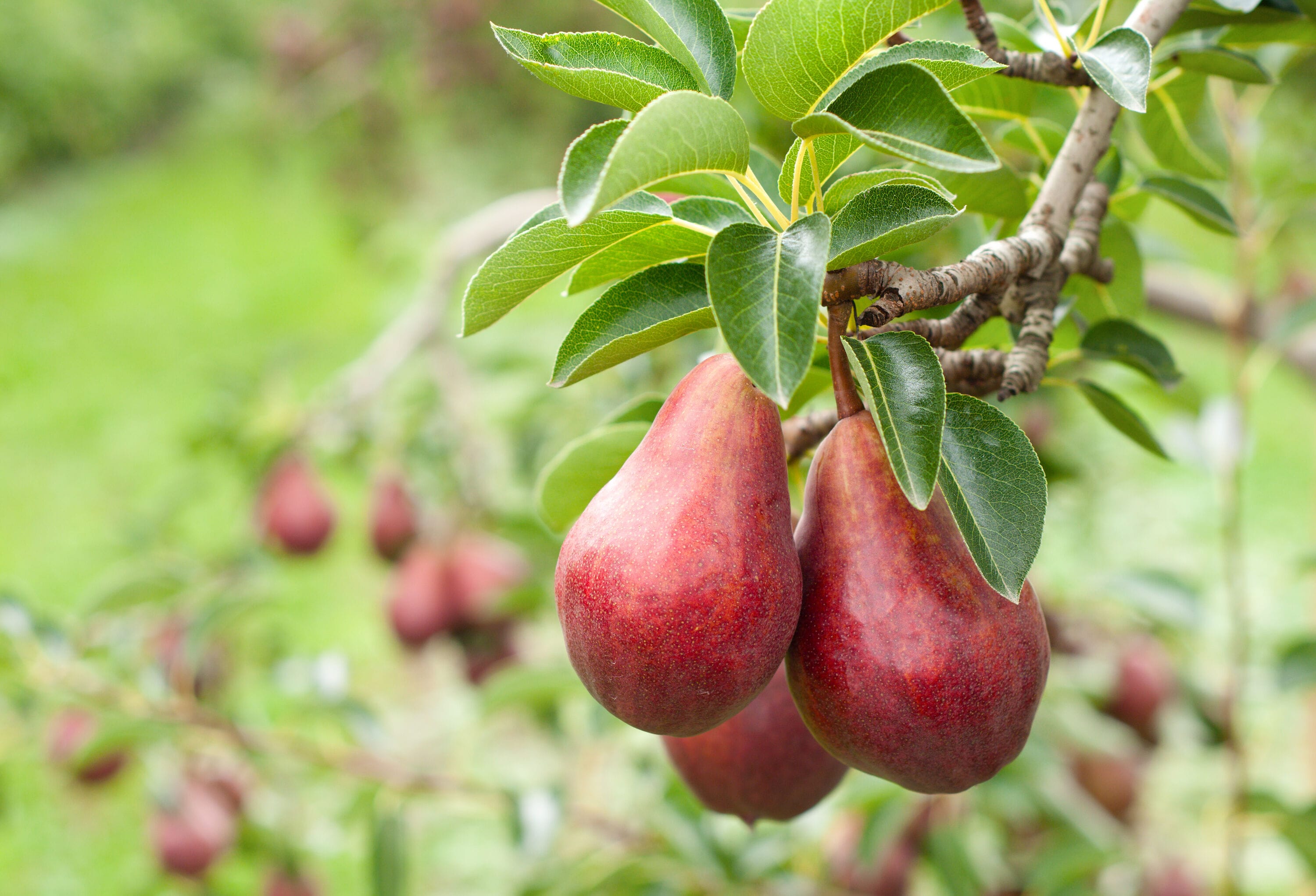 Comice Pear Tree for Sale - Buying & Growing Guide 