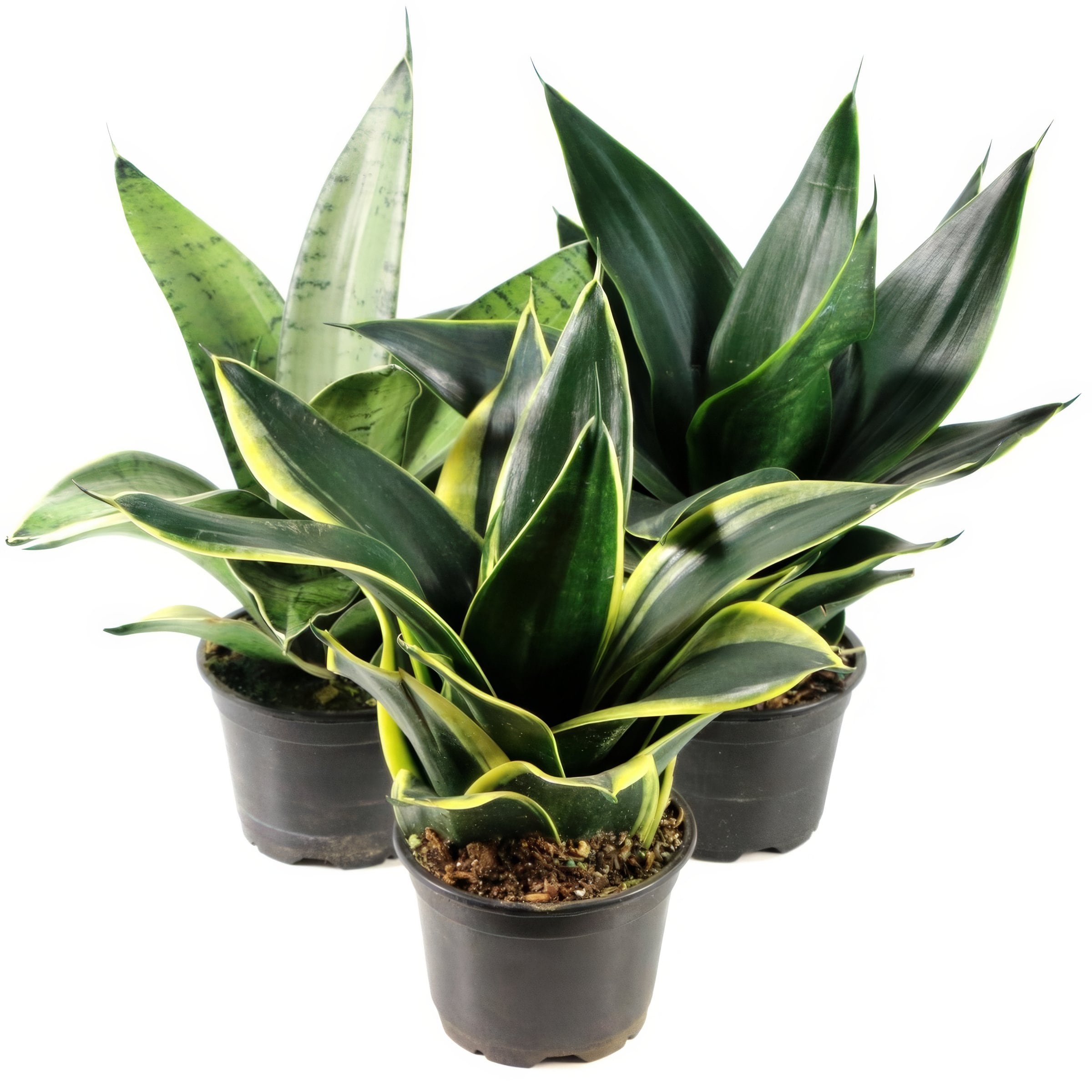 National Plant Network LW1825 hseplants - View #4