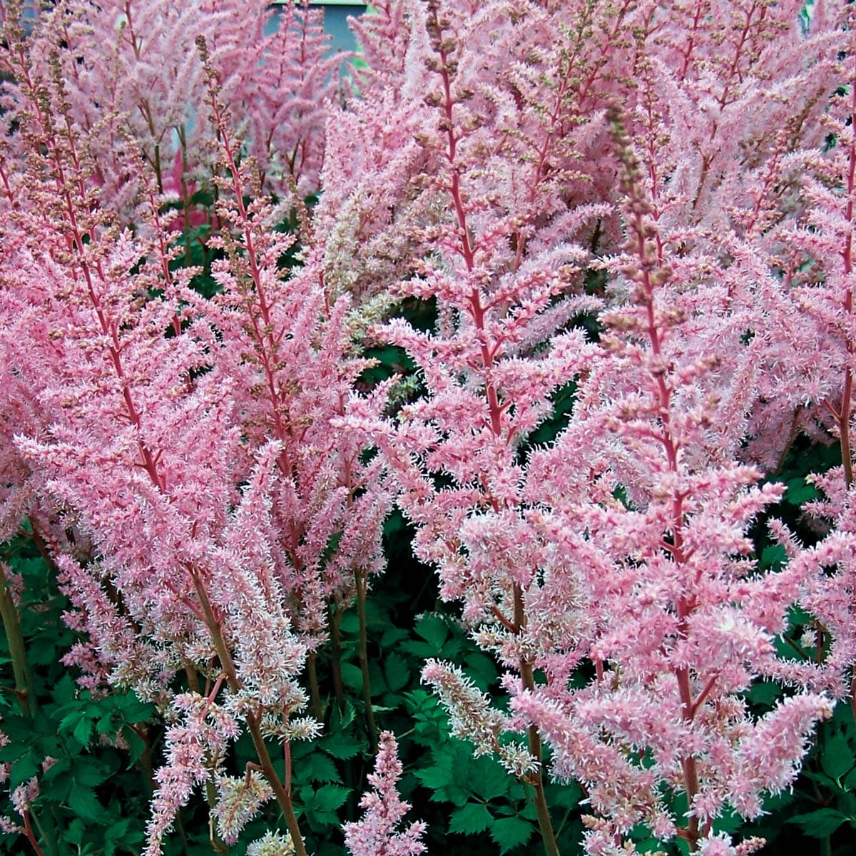 Astounding Multicolor Astilbe Perennial Plant Mixture, 3-Pack