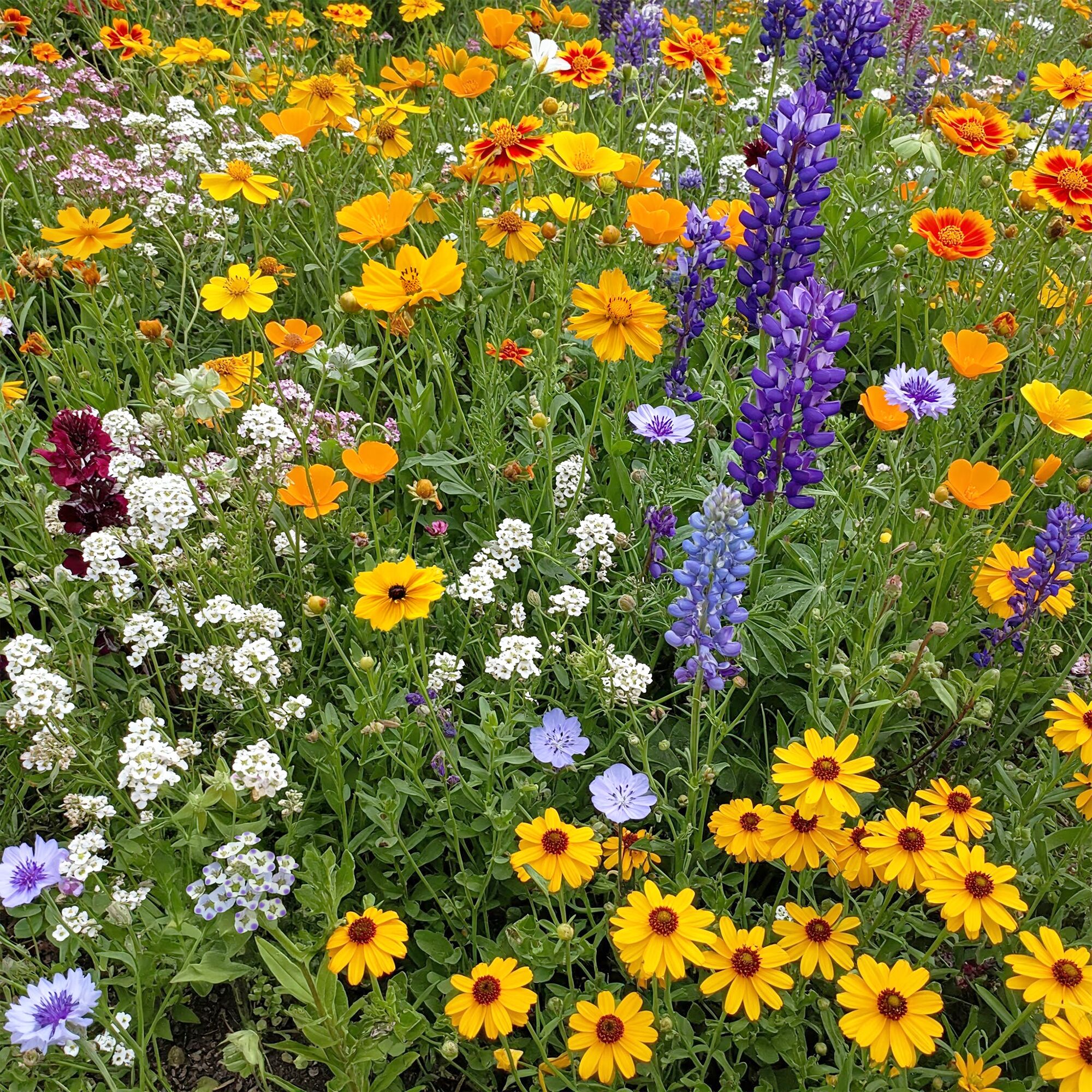 Ferry-Morse Ferry Morse Pacific Northwest Mix Bulk Wildflower