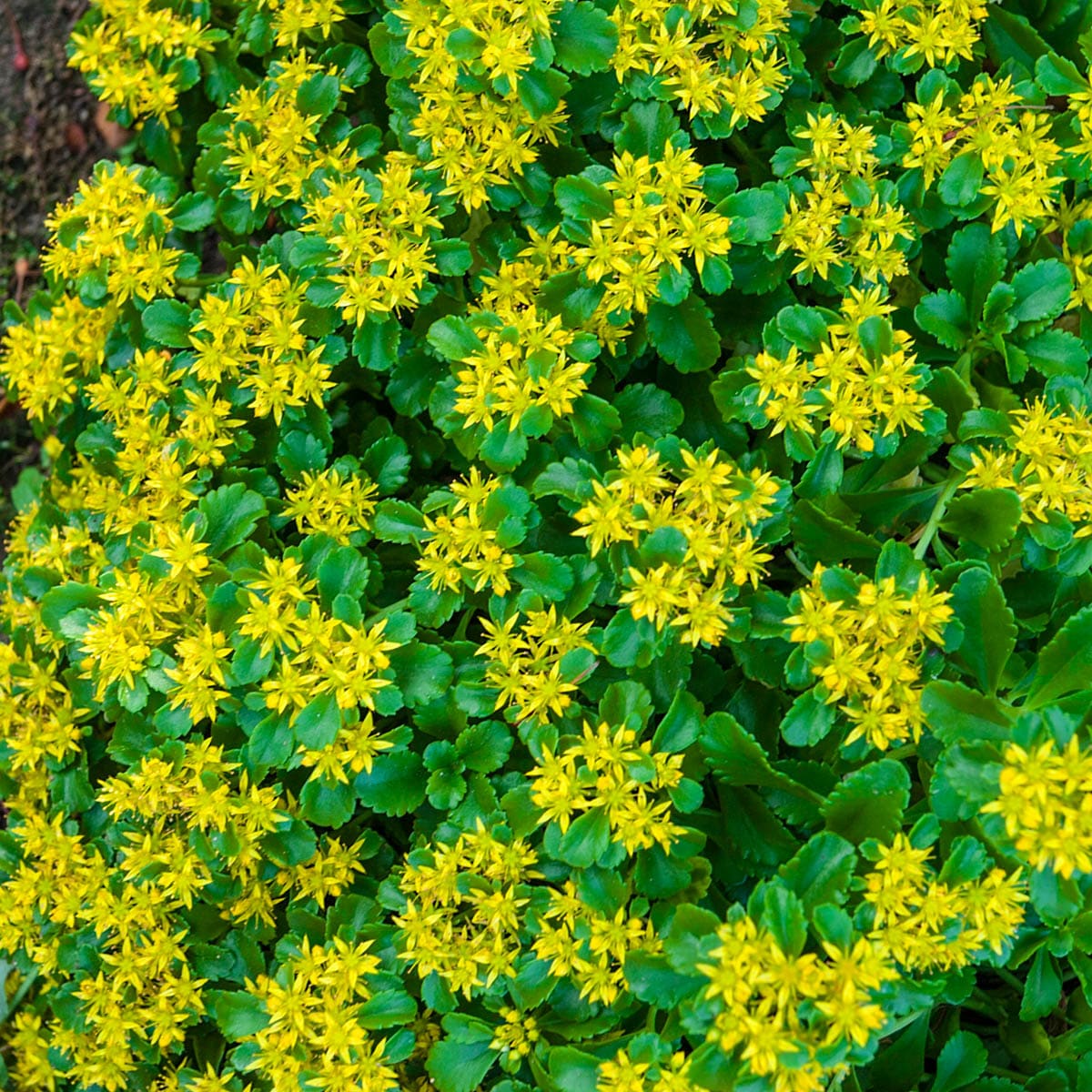Spring Hill Nurseries Ground Cover at Lowes.com