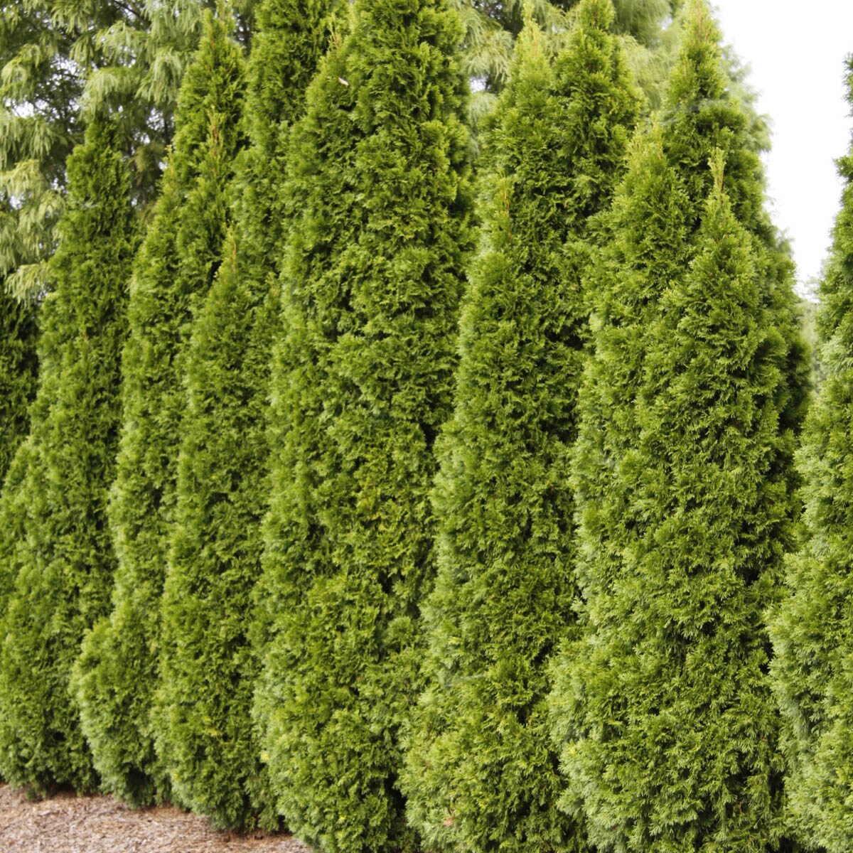 Spring Hill Nurseries 88760 shrubs - View #2