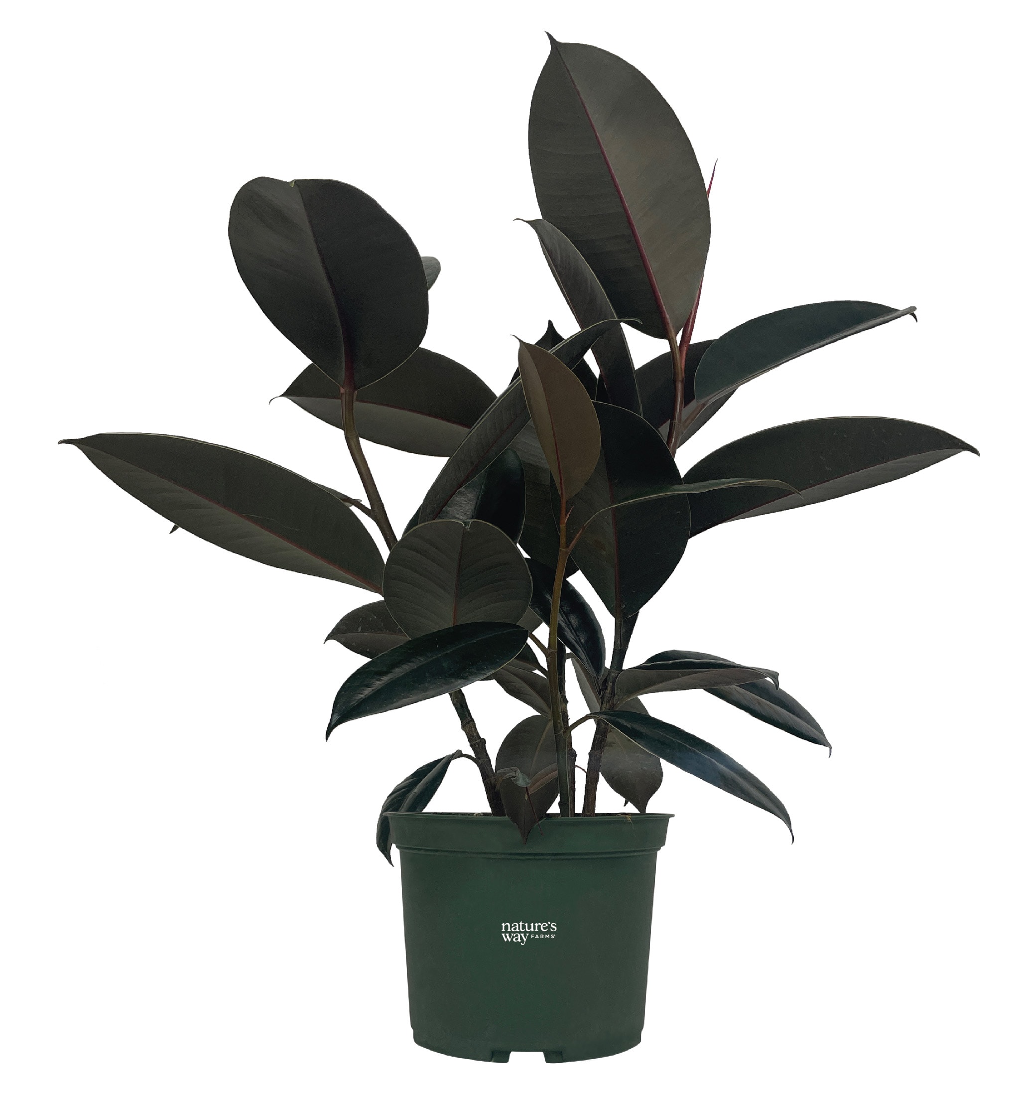  3763 Green Rubber Plant House plant in 6 Inch(es) Pot 1 -Pack