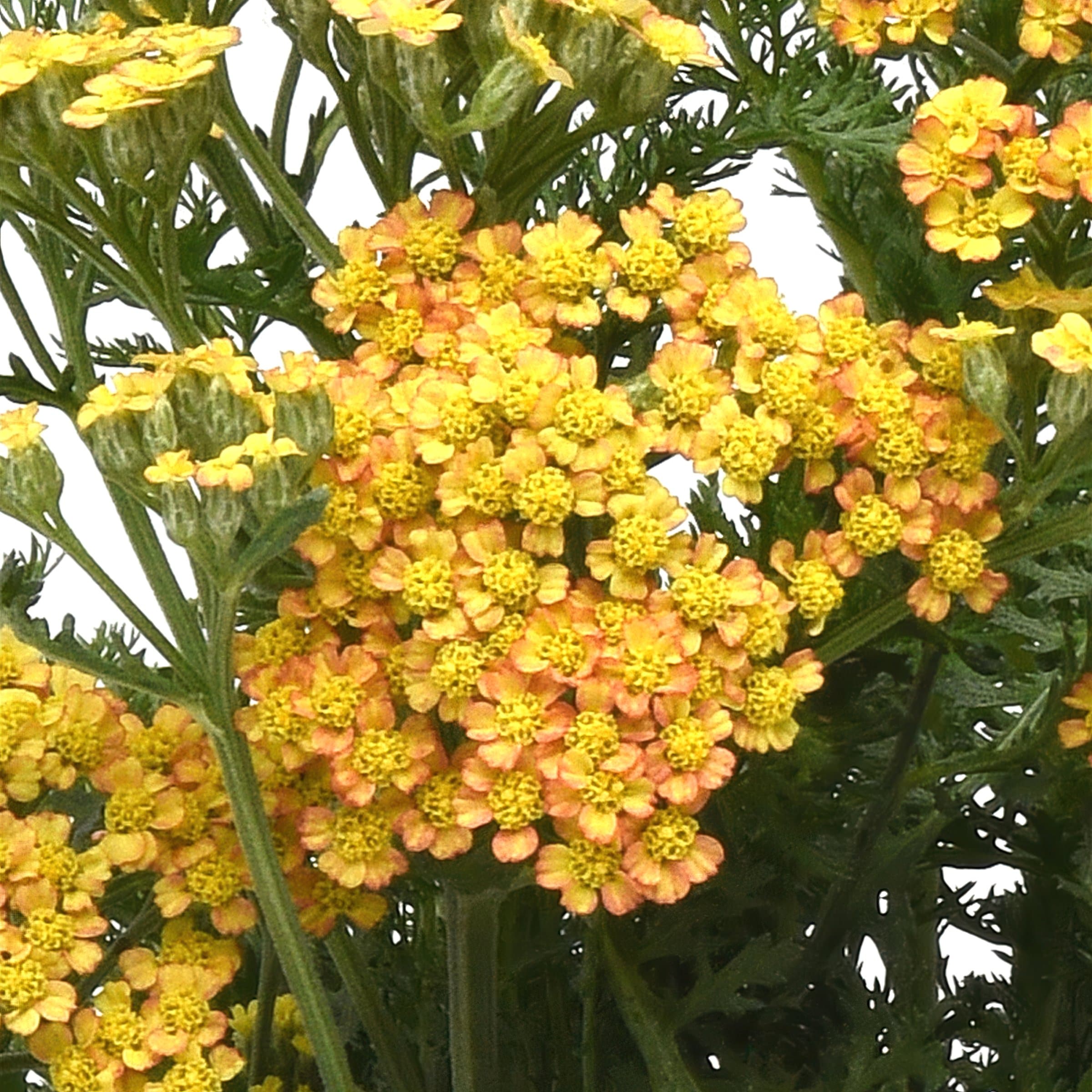 National Plant Network LW1951 perennials - View #7