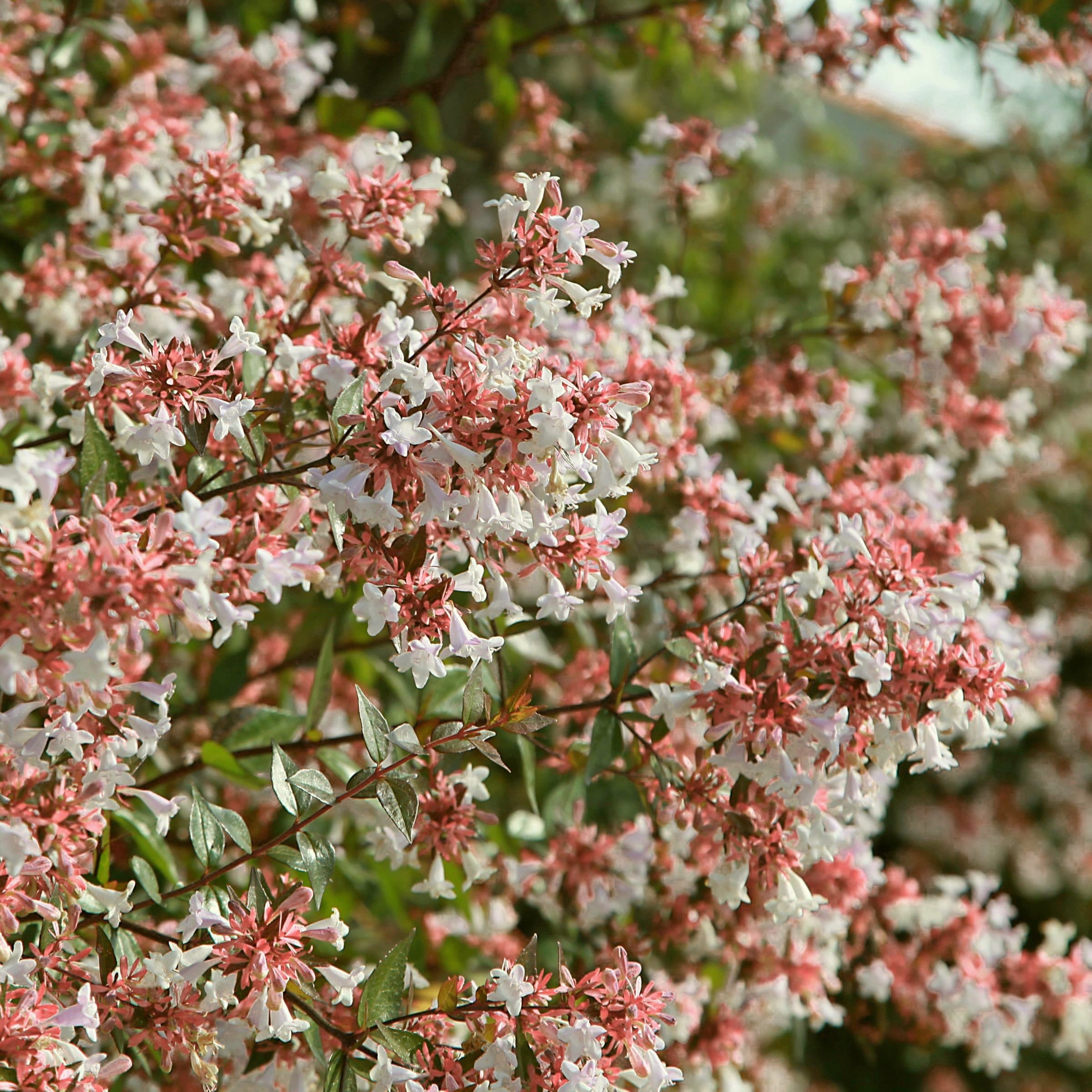 National Plant Network LW2210 shrubs - View #8