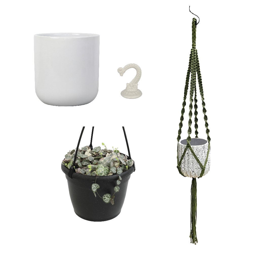 Altman Plants   Low-Maintenance Pet-Friendly String of Hearts Hanging House Plant Collection