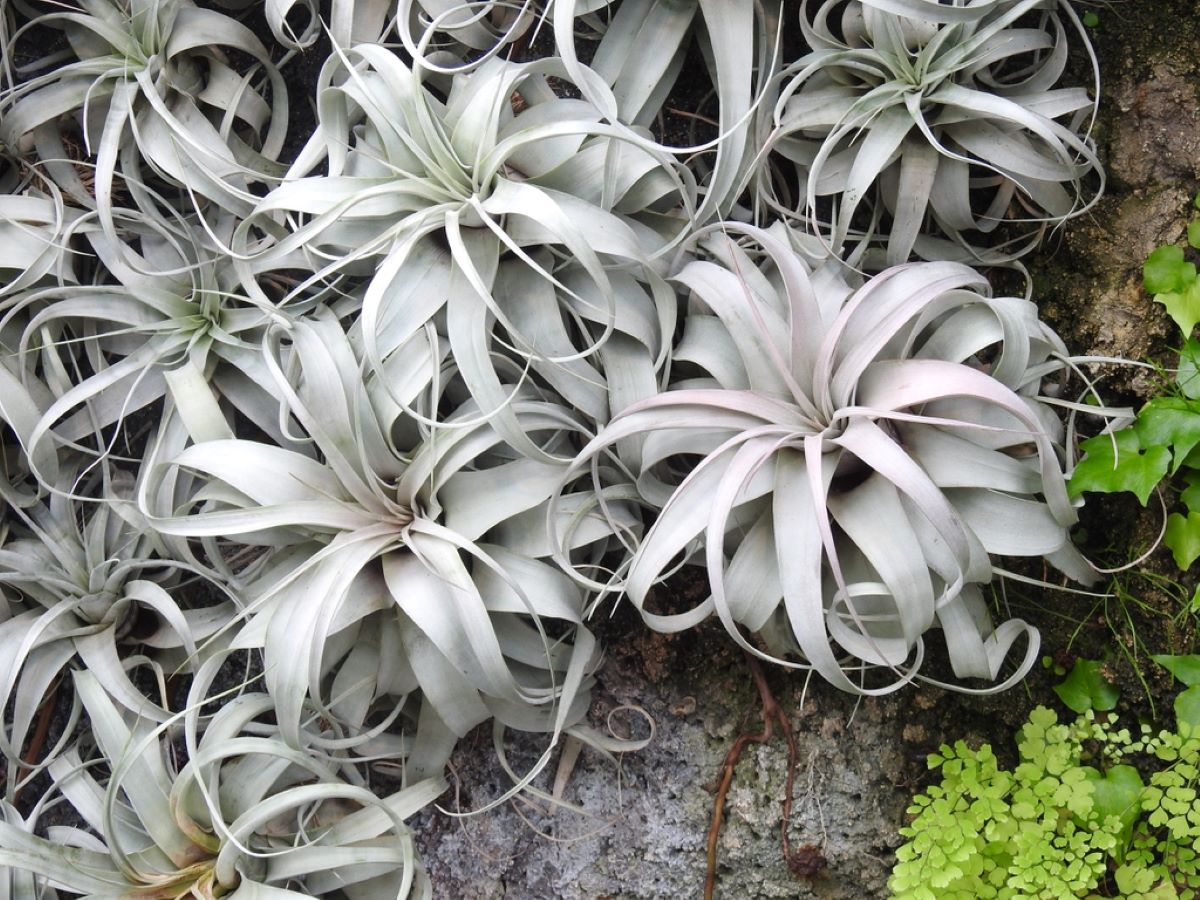 Altman Plants 0881375 hseplants - View #8