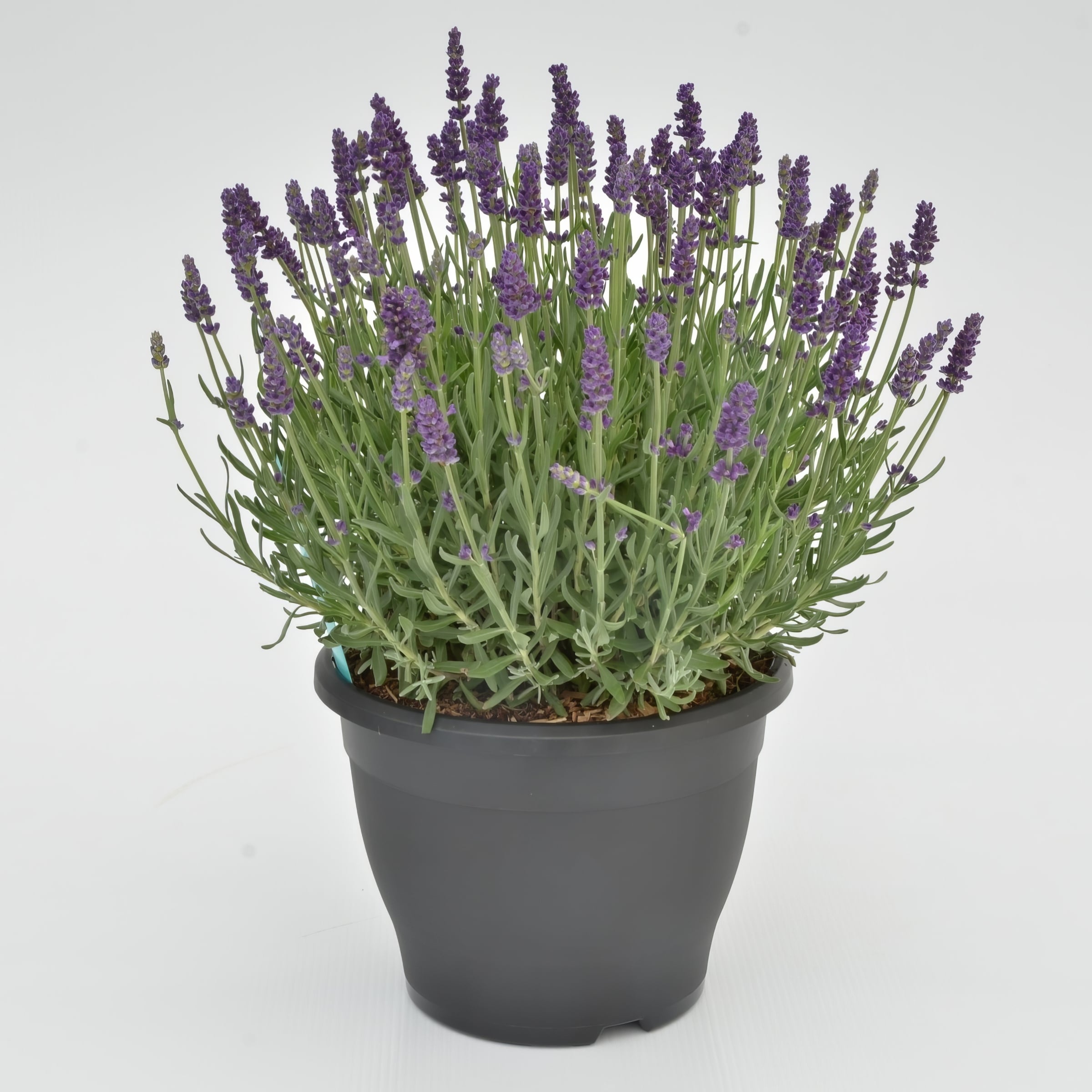 National Plant Network LW1722 perennials - View #4