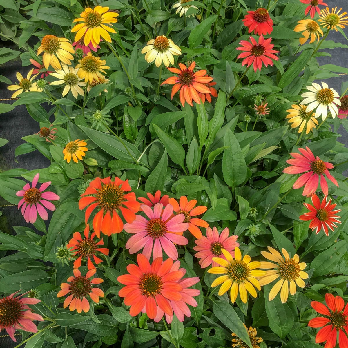 Spring Hill Nurseries 69535 perennials - View #3