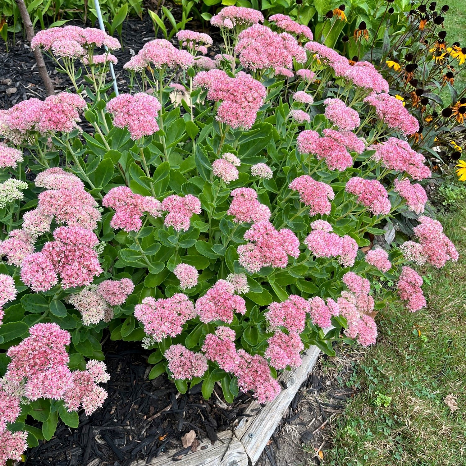 Gardens Alive! Pink Flowering Autumn Joy Sedum Plant in 3-in Pot 88750 ...