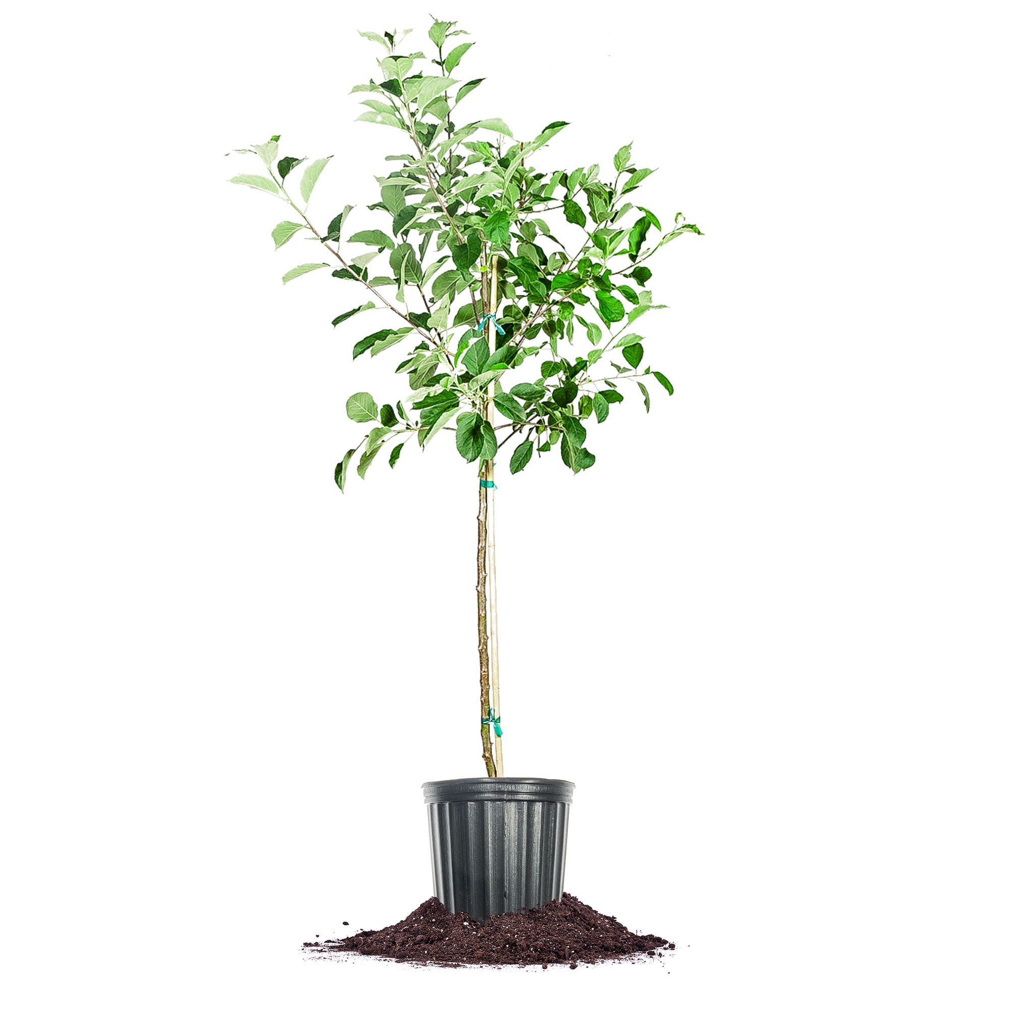 Perfect Plants LOGALA5G 5 -Gallon Fruit Gala Apple In pot (with soil)