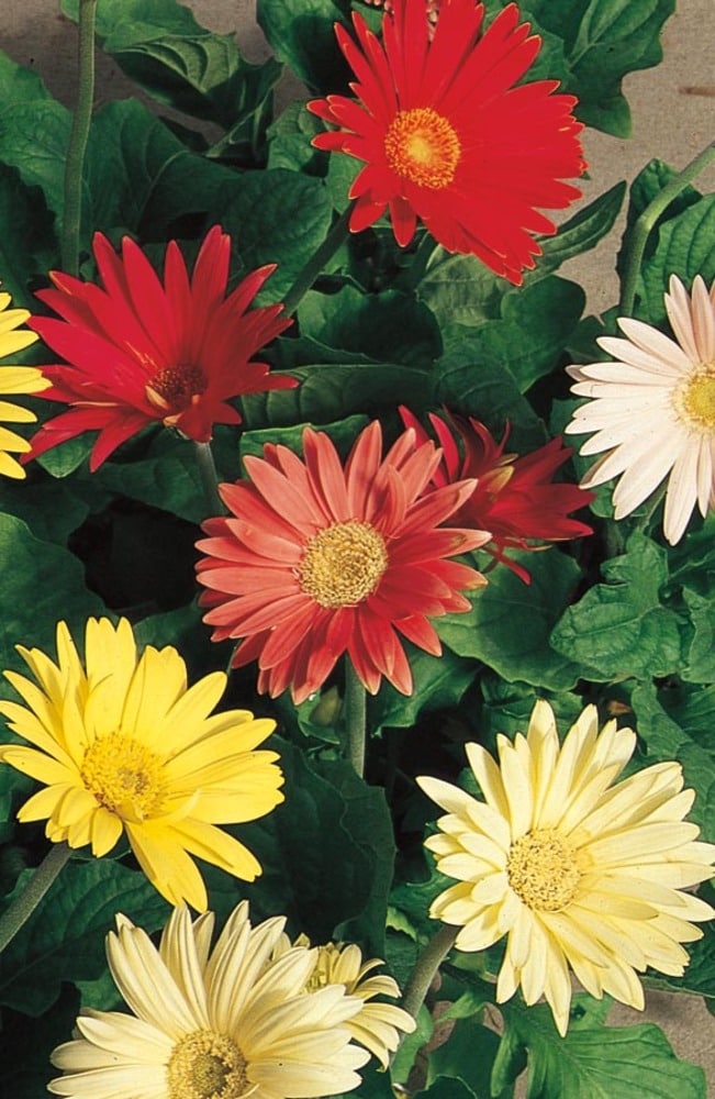 Lowe's Multicolor Gerbera Daisy in 6-Pack Tray in the Annuals department at  