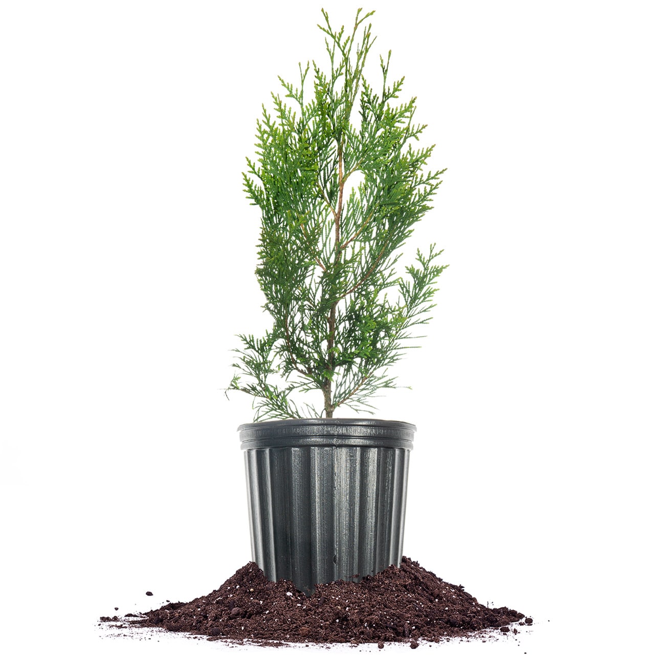 Perfect Plants LOTHUJAGREENGNT1-2FT 1-Gallon creening Thuja Green Giant In Pot (With Soil)
