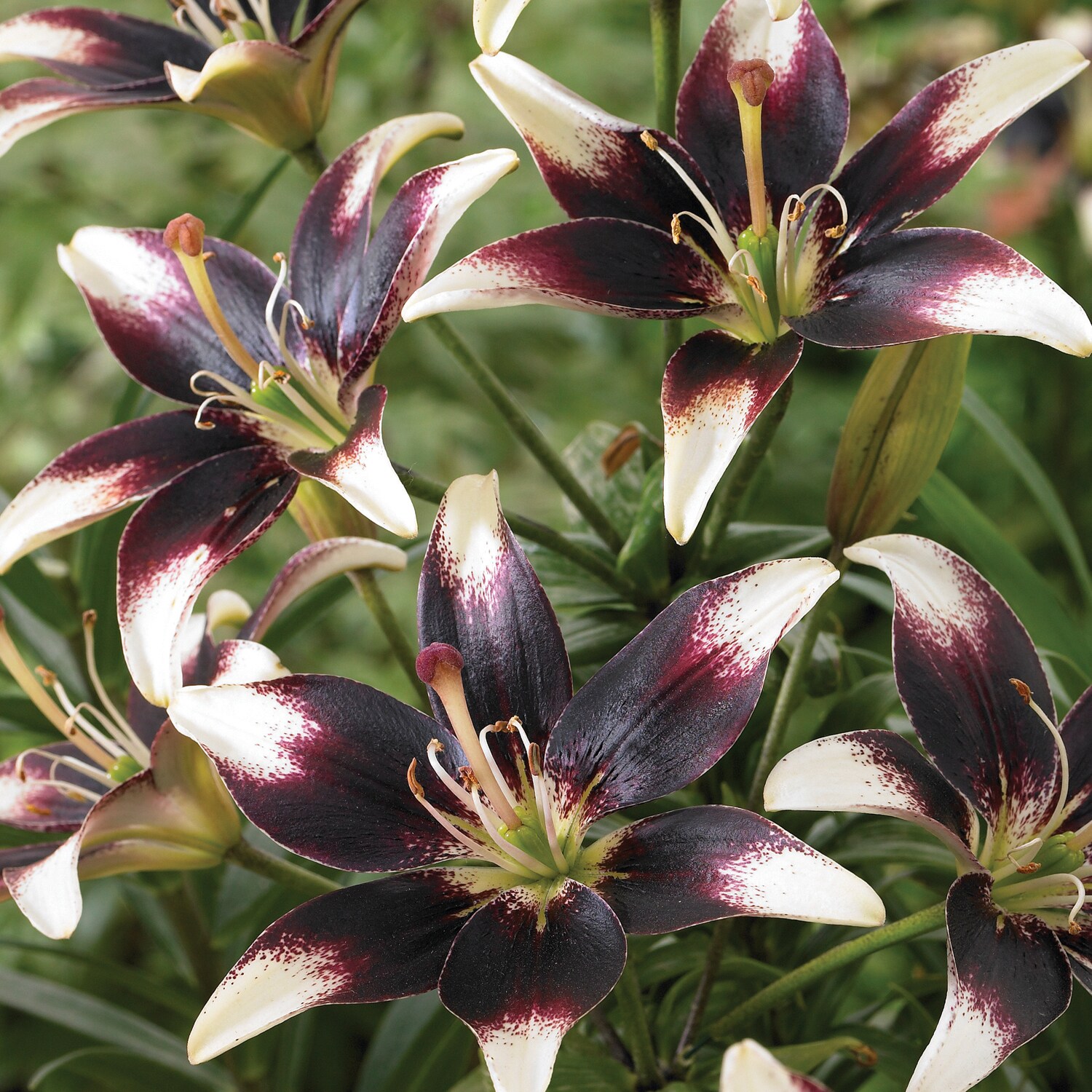Van Zyverden 88151 Plant-Bulbs - View #2