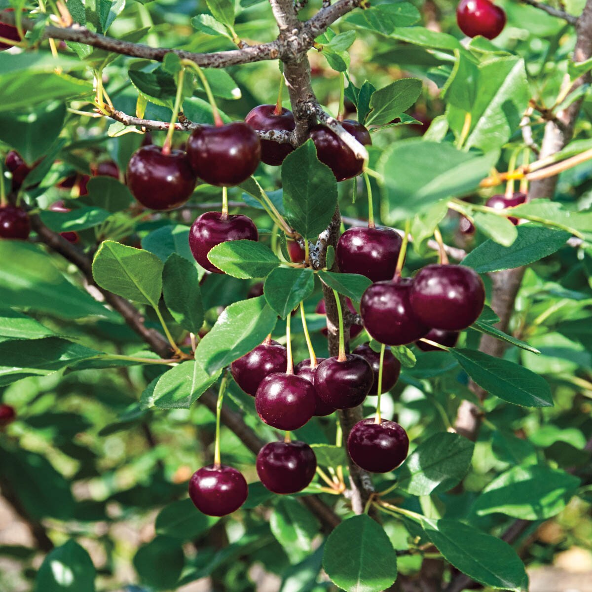 Gurney's Seed and Nursery 87624 Fruit-Plants - View #2