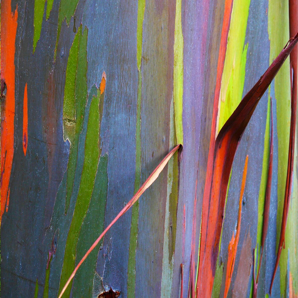 Brighter Blooms 11827 trees - View #2