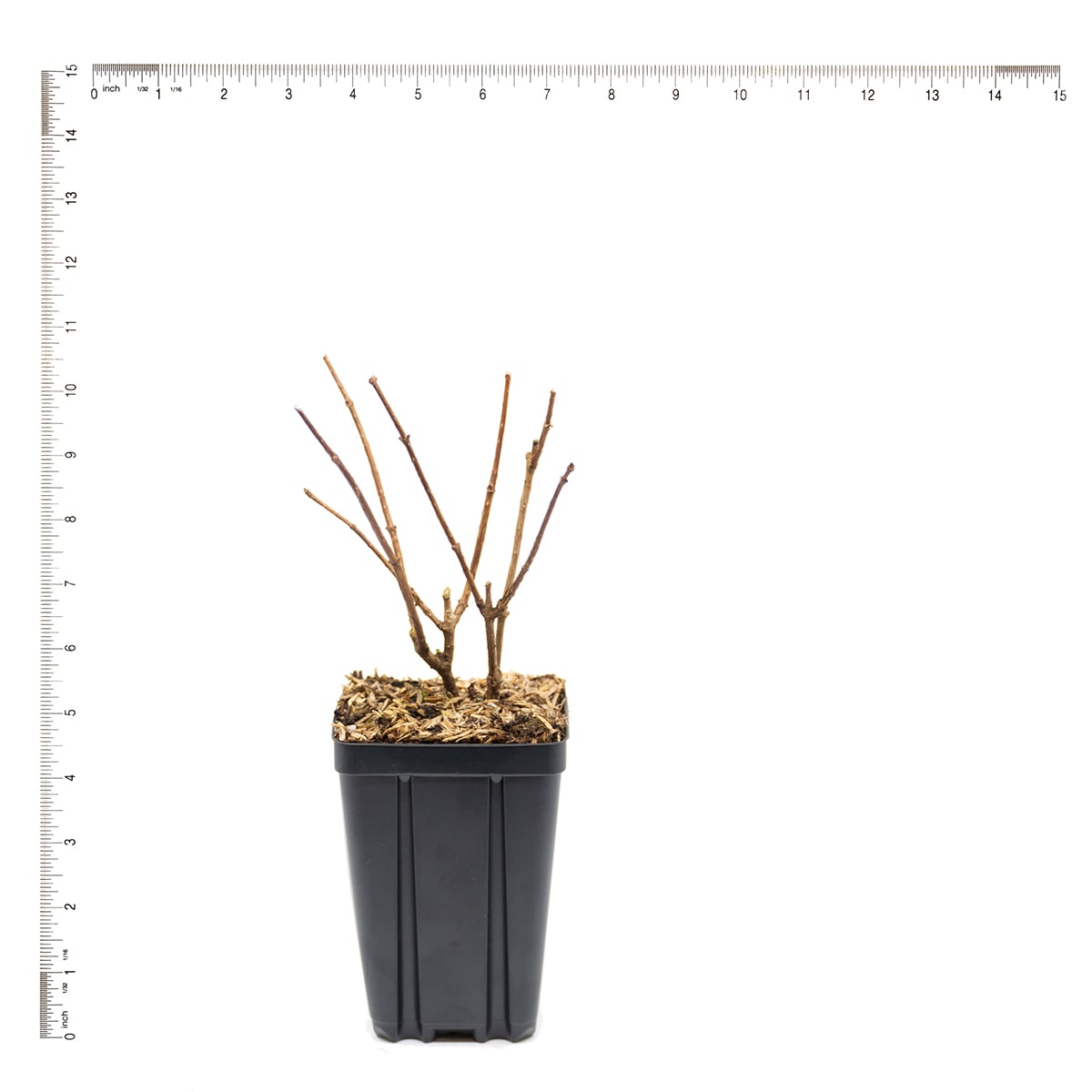 Van Zyverden 82911 Plant-Bulbs - View #6