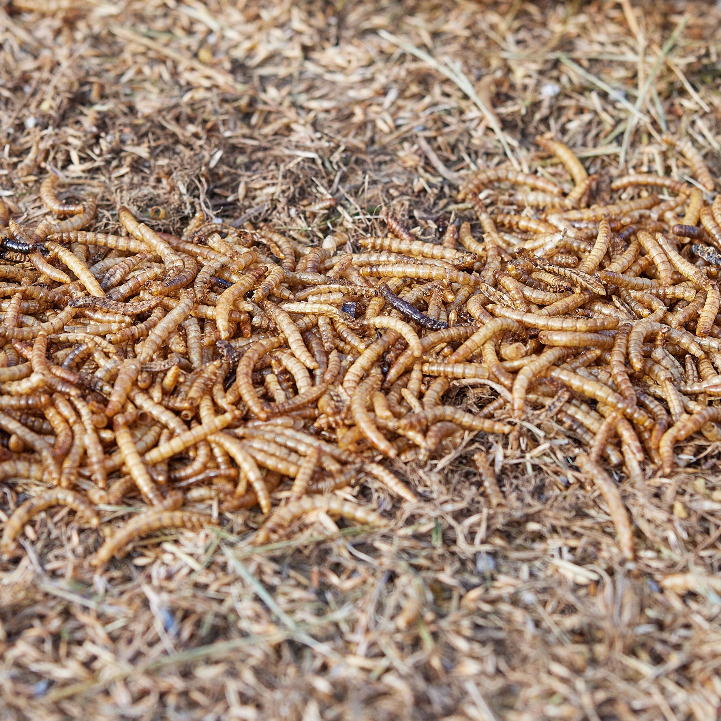 Pecking Order 009351 Poultry-Feed - View #3