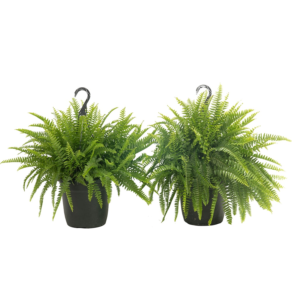 tropical fern plants