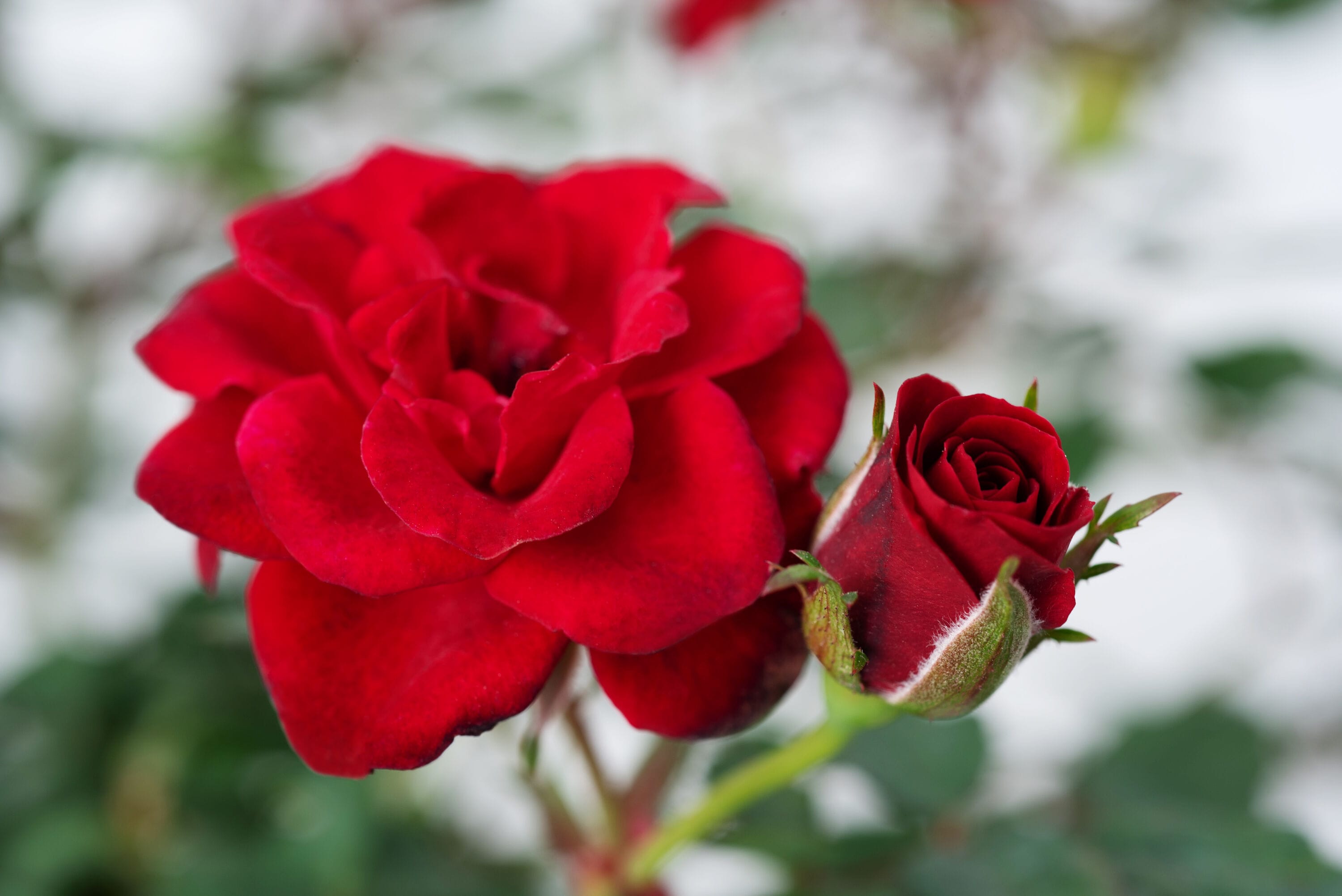 Lowe's 010221.021.1 Serentiy Red Rose PP24314 Flowering Shrub in 2 -Gallon In pot (with soil) with Red Blooms