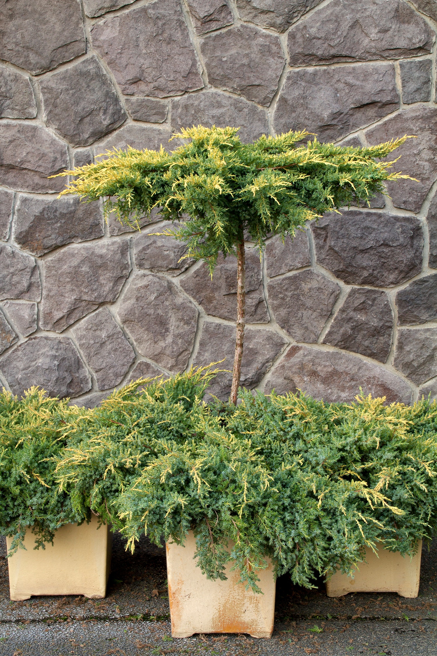 Monrovia 084655PT Daub's Frosted Patio Tree Juniper Foundation/Hedge Shrub in 3.58 -Gallon Pot 1 -Pack