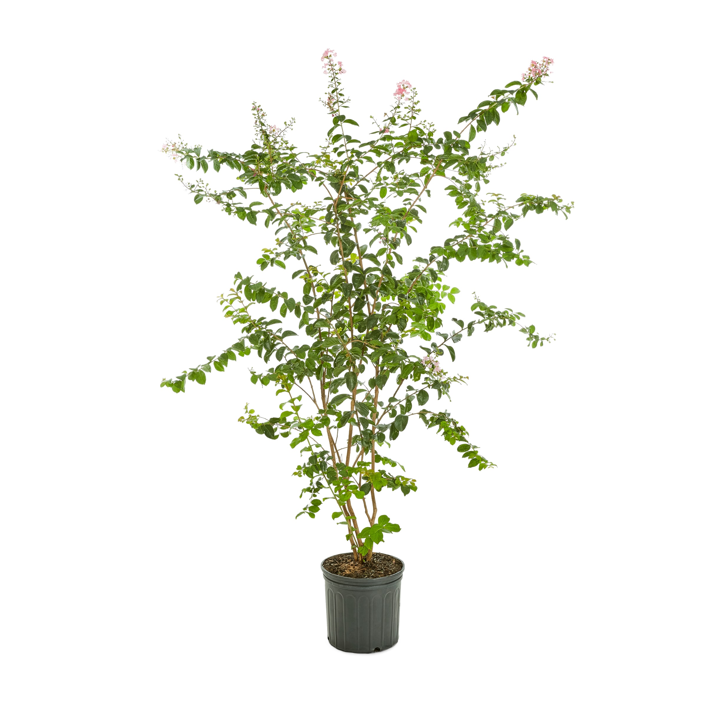 Lowe's 2.25-gallon Flowering Crape Myrtle In Pot (with Soil) In The 