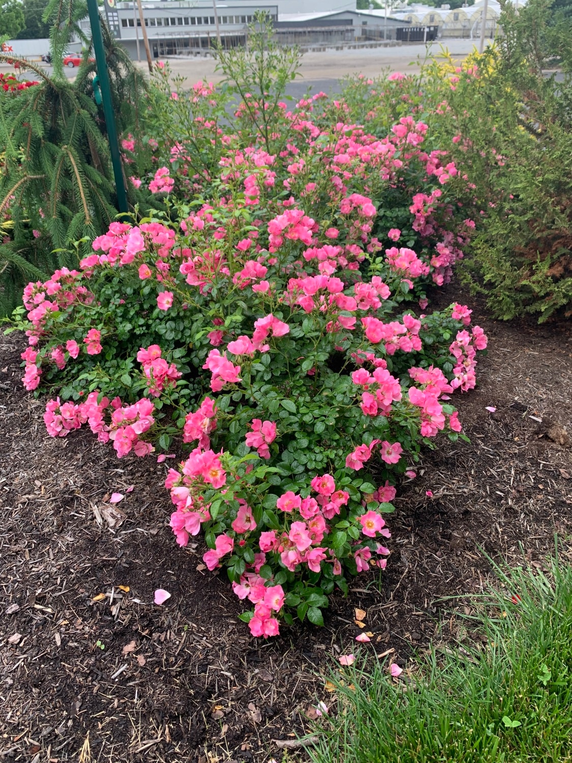 Spring Hill Nurseries 91663 roses - View #3
