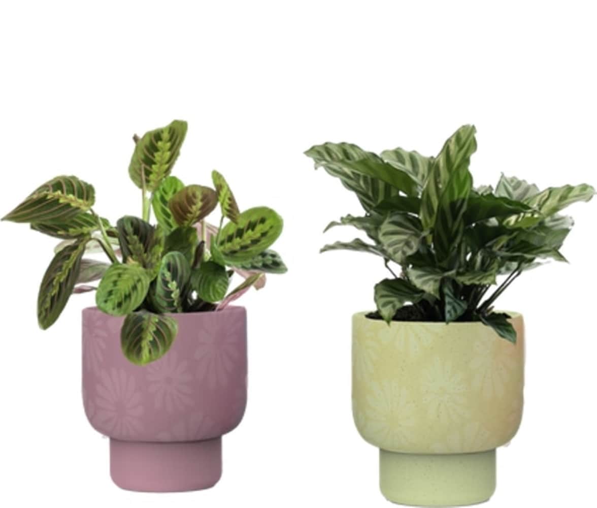 LiveTrends ASB07650 Sun Dress House plant in 12 Ounce(s) Pot 1 -Pack