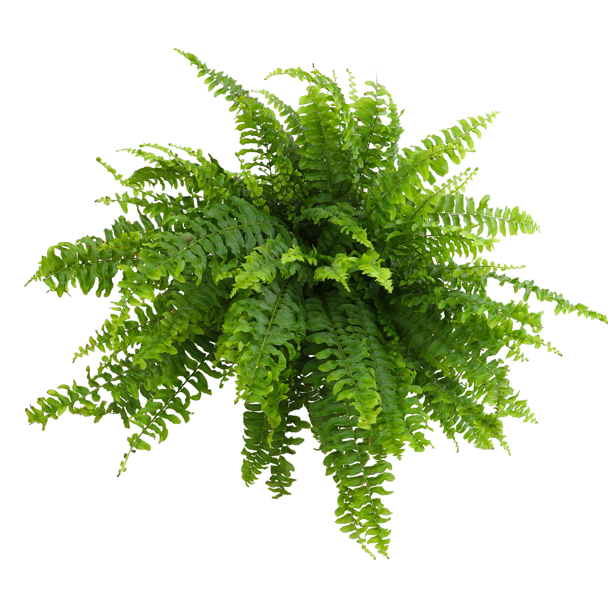 Altman Plants Boston Fern House Plant in 1.3-Quart Hanging Basket in ...