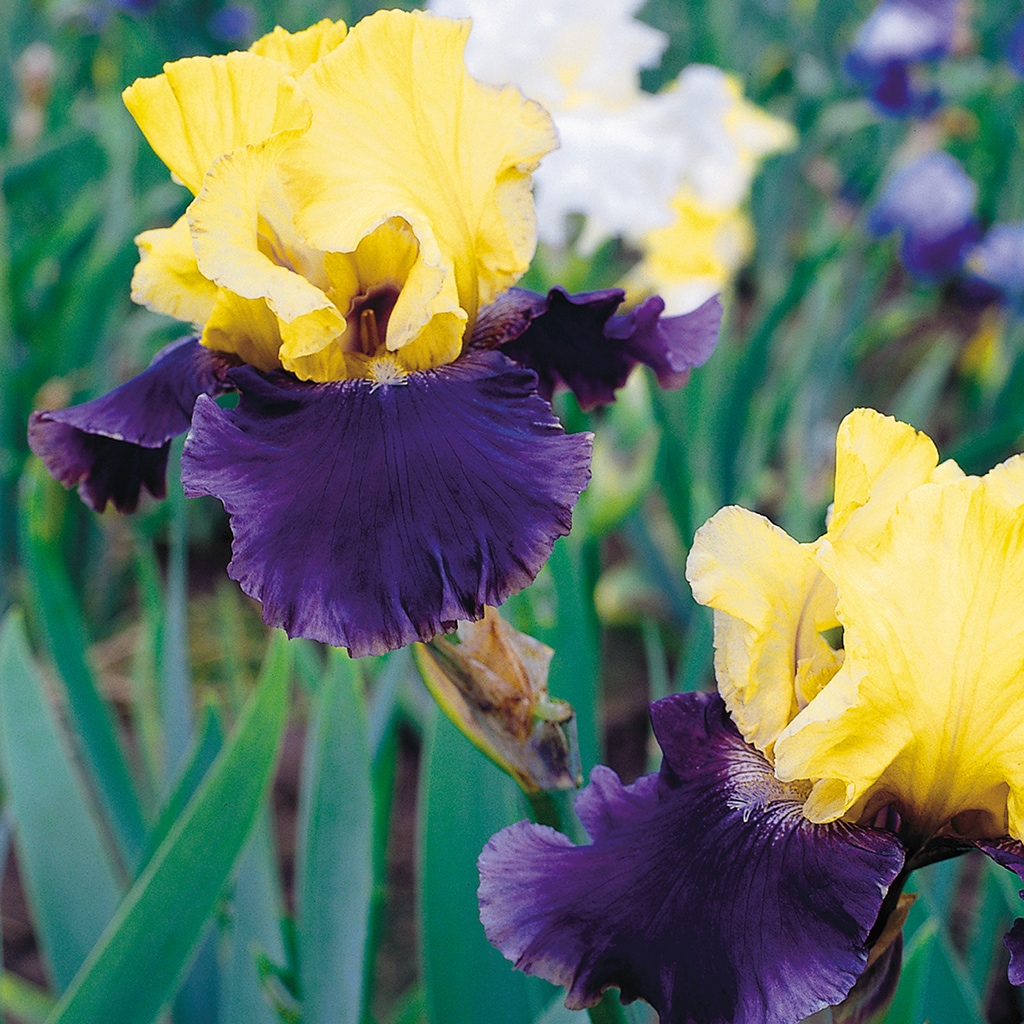 Van Zyverden 21504 Multicolor Bearded Iris Jurassic Park Bulbs 3.0 Count