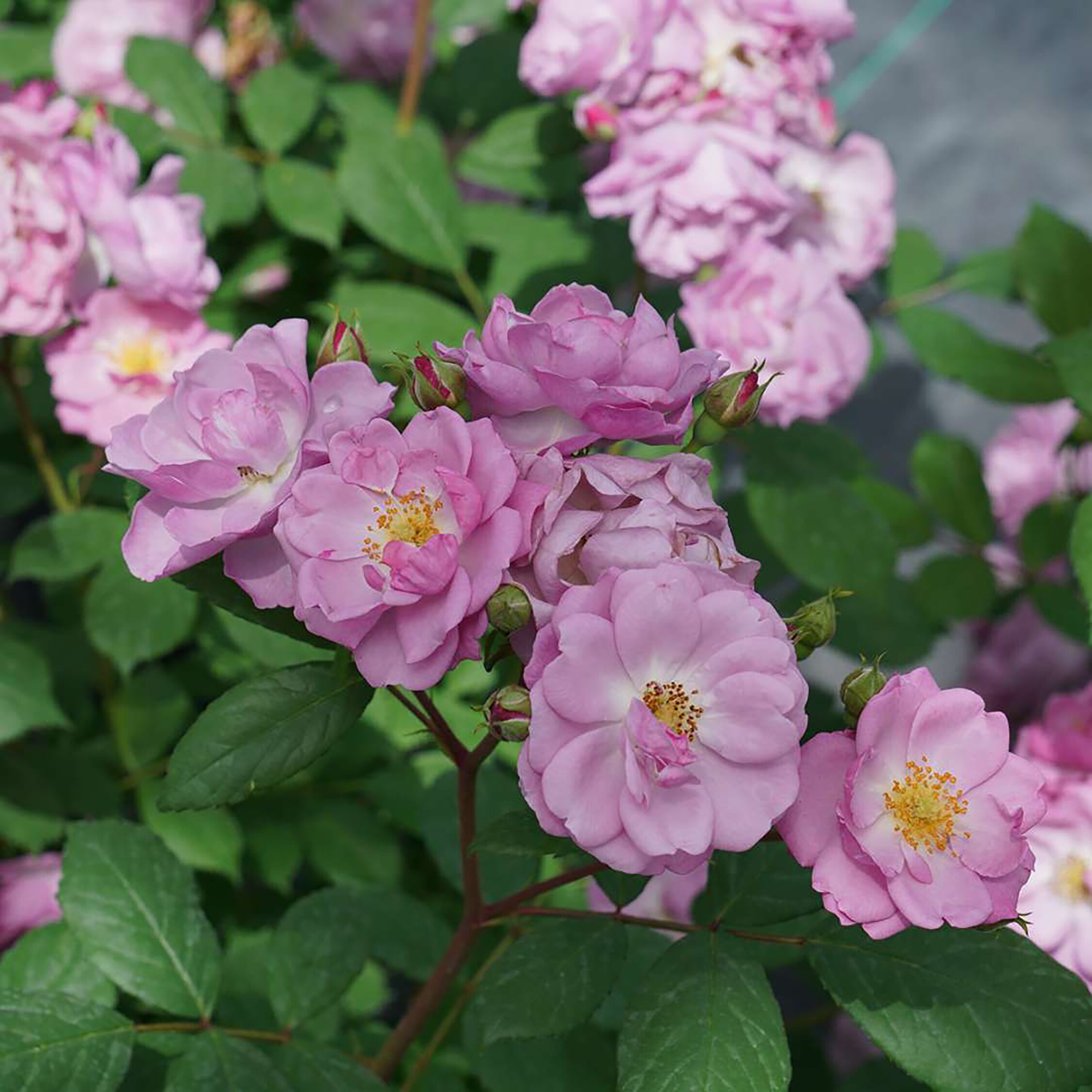 Proven Winners ROSPRC2306101 shrubs - View #2