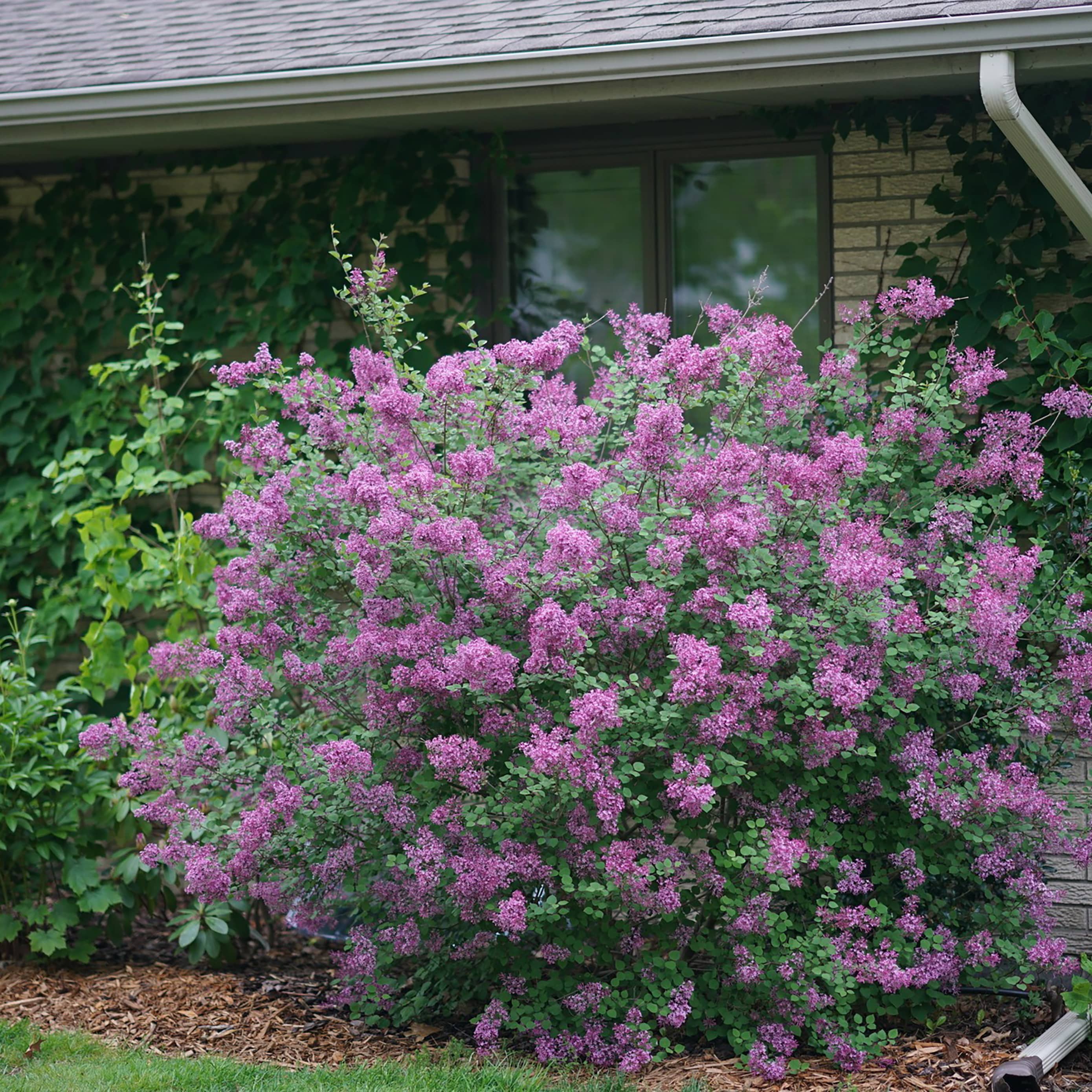 Proven Winners SYRPRC1027800 Bloomerang Dark Purple Reblooming Lilac (Syringa) Flowering Shrub in 1 -Quart Pot 1.0 -Pack with Purple Blooms