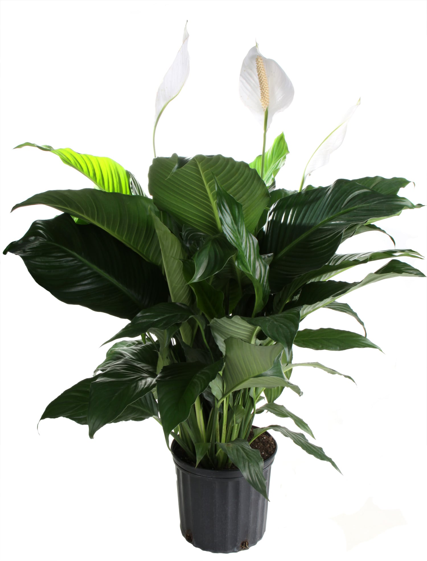 Lowe's 93420 White Peace Lily House plant in 1.9 Gallon(s) Pot 1 -Pack