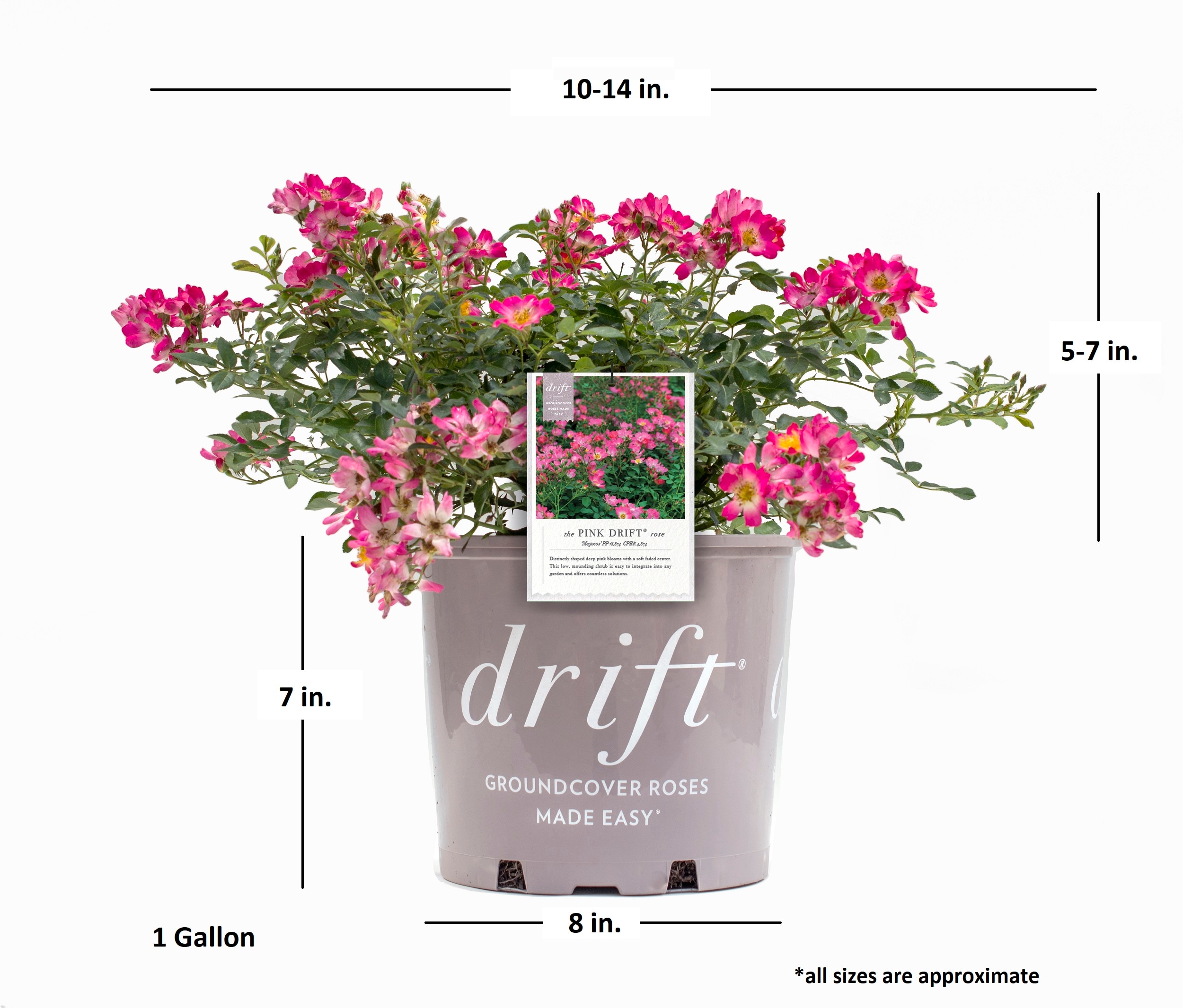 Drift Roses 62421-1 roses - View #5