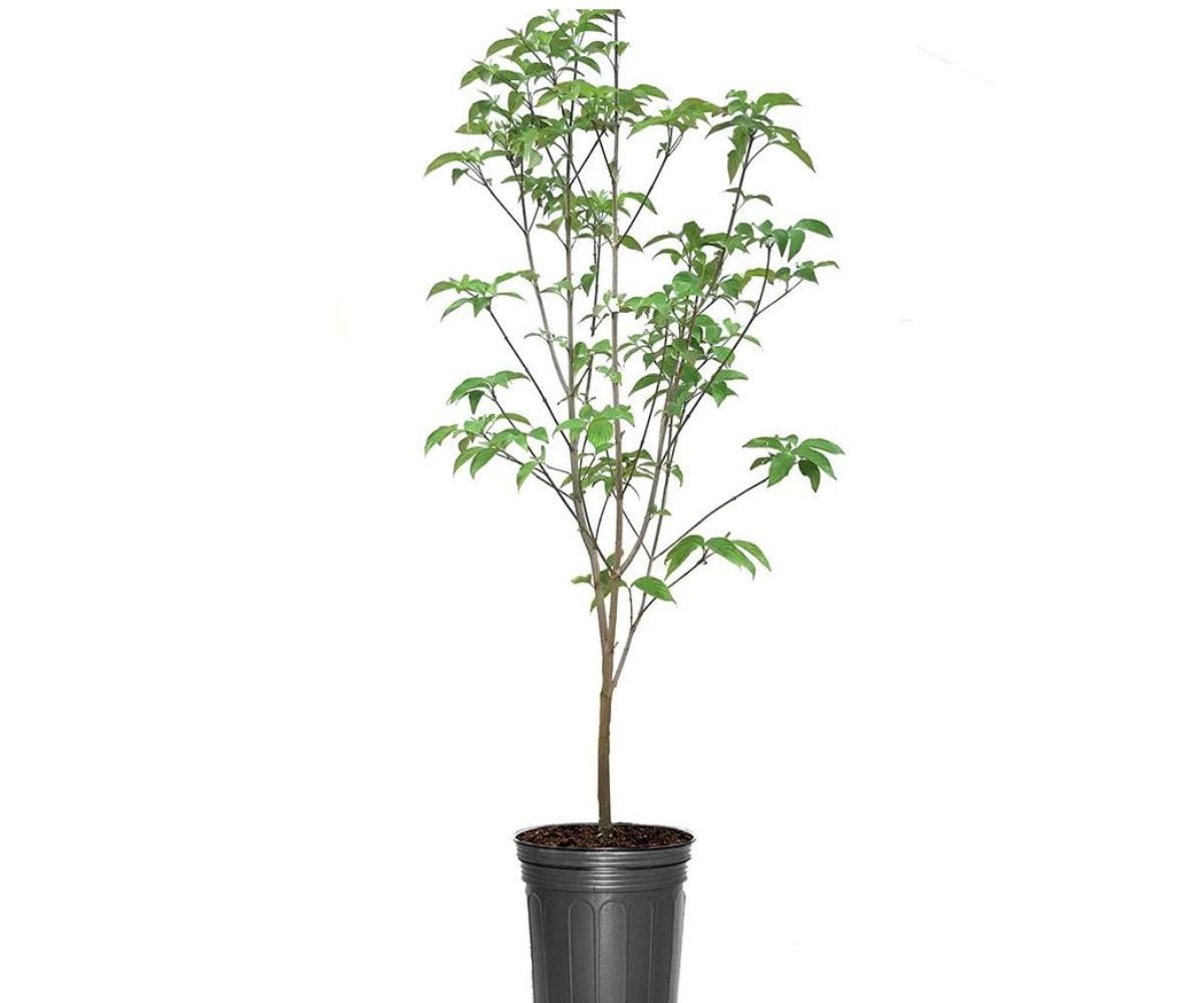 Southern Planters DOGFRA07G 1 Count Red Flowering Franco Red Dogwood In pot (with soil)